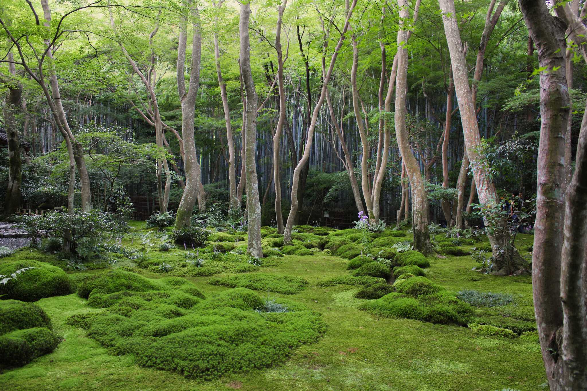 Itinerary stop at Sanzen-in Temple on private day trip from Kyoto