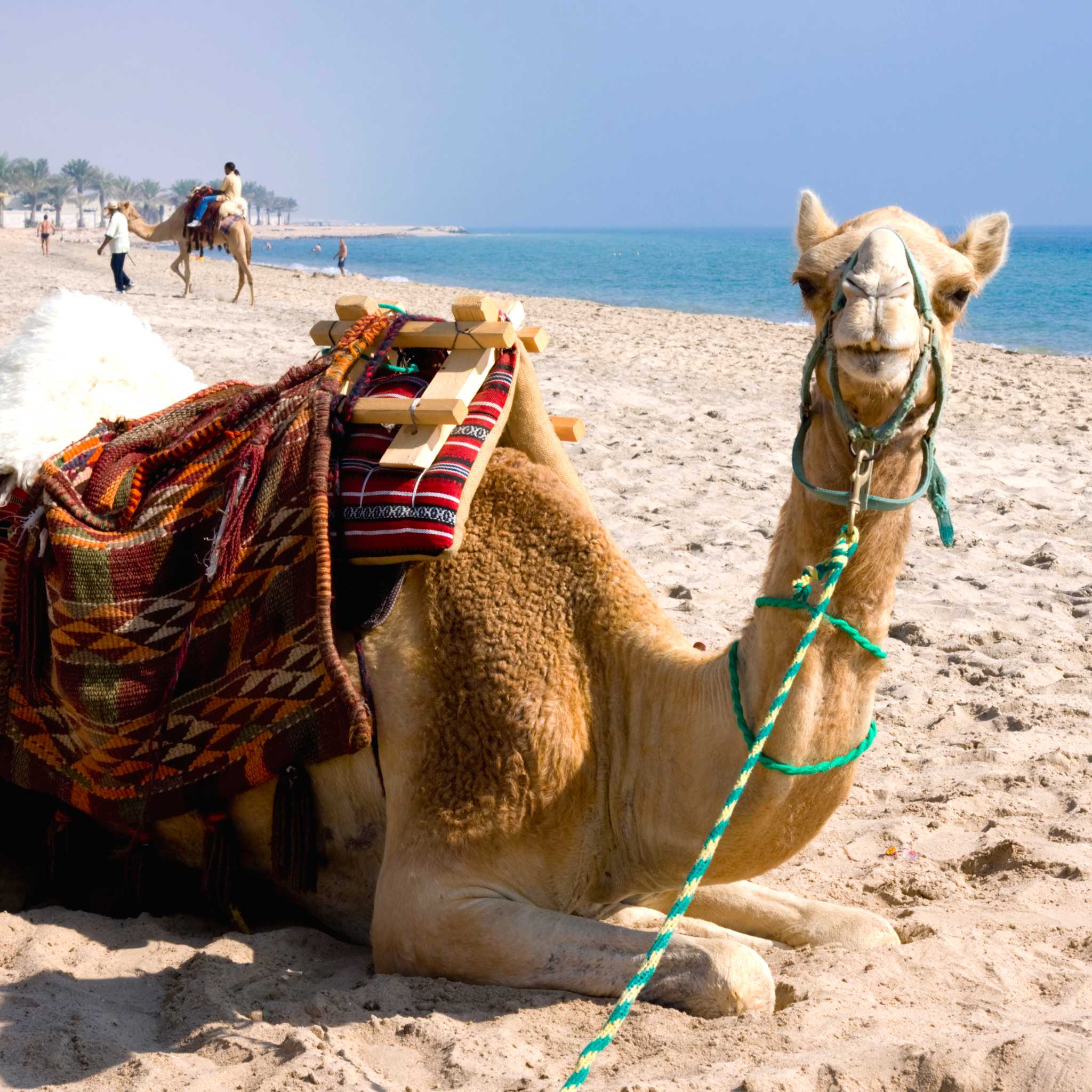 Private car transfers in Qatar from Abu Samra