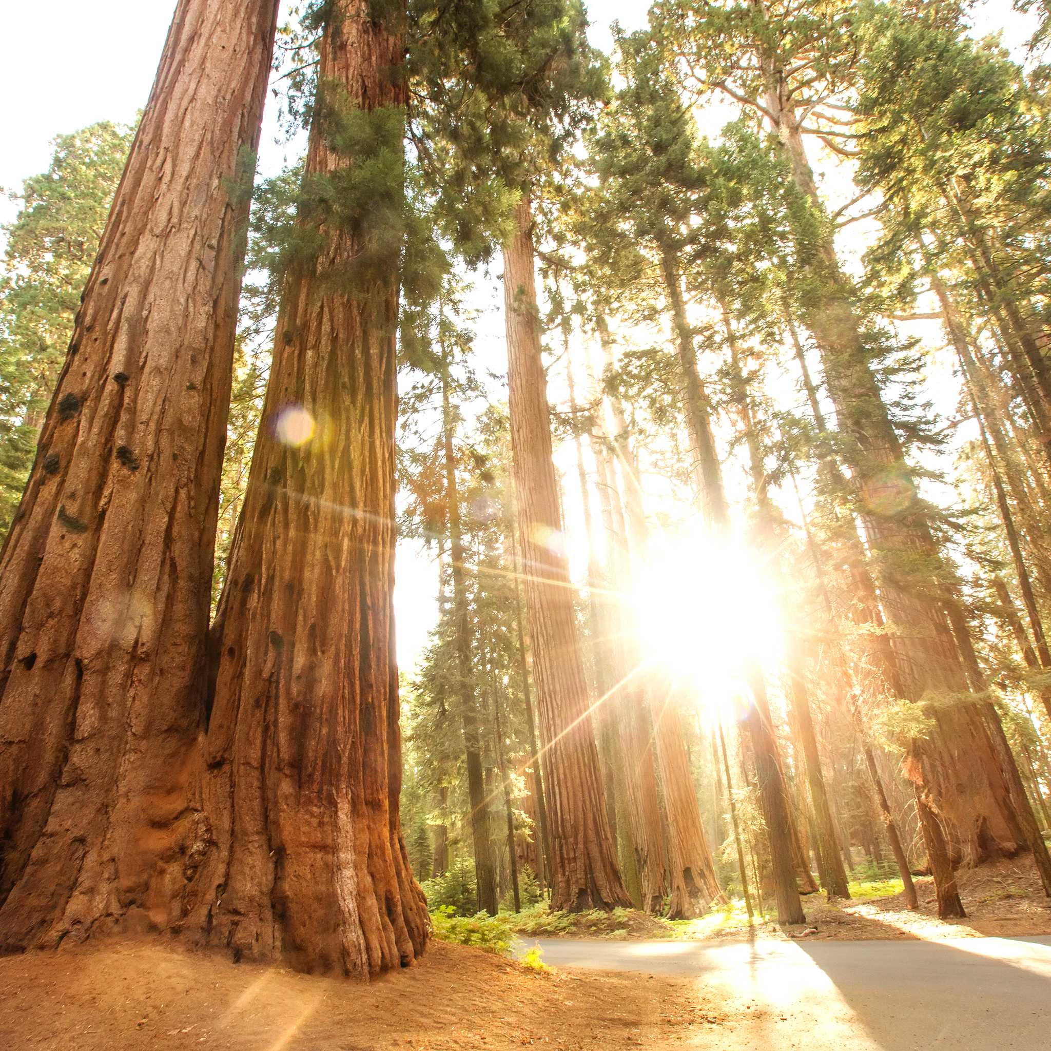 Sequoia National Park