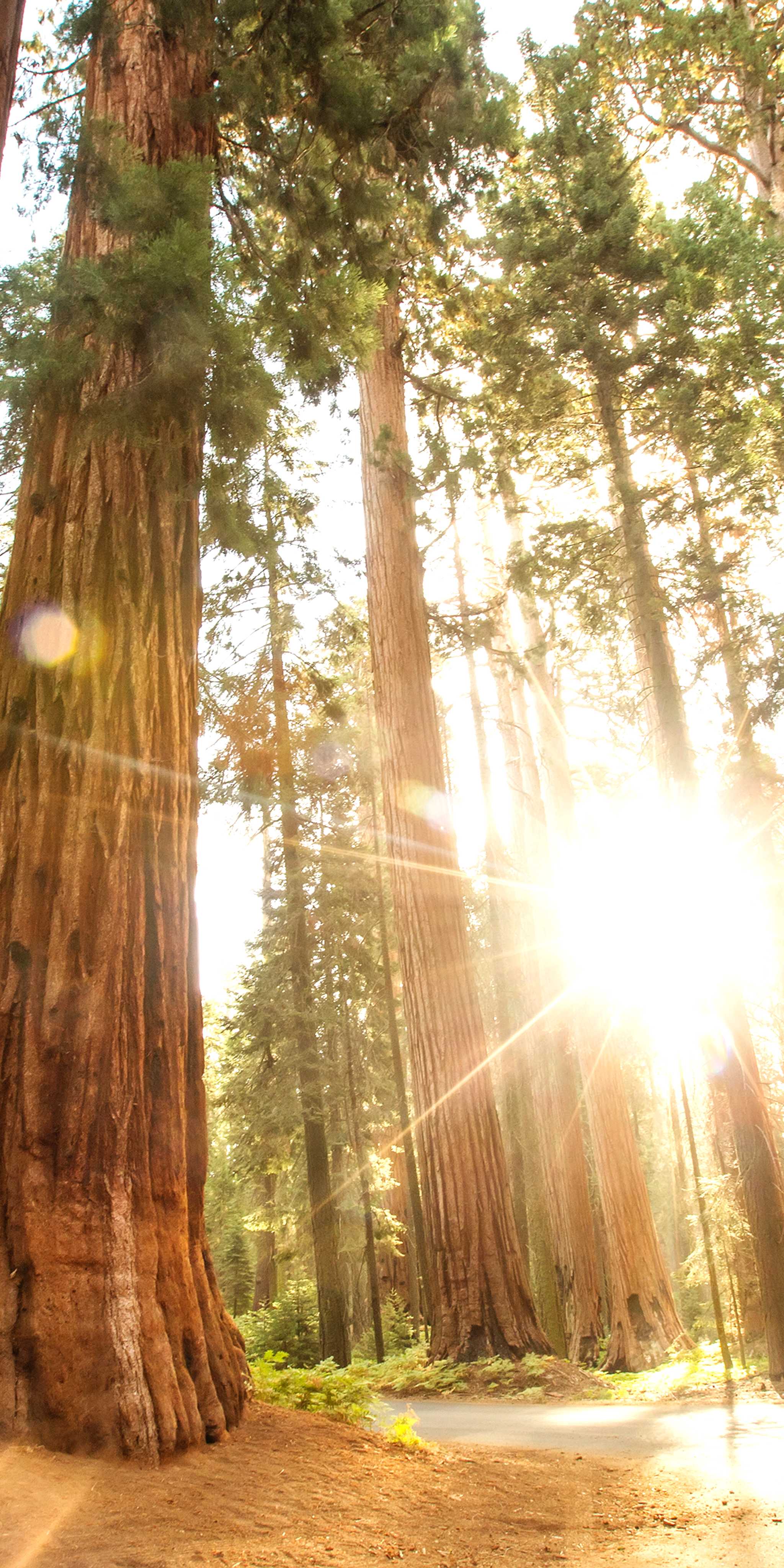 Sequoia National Park
