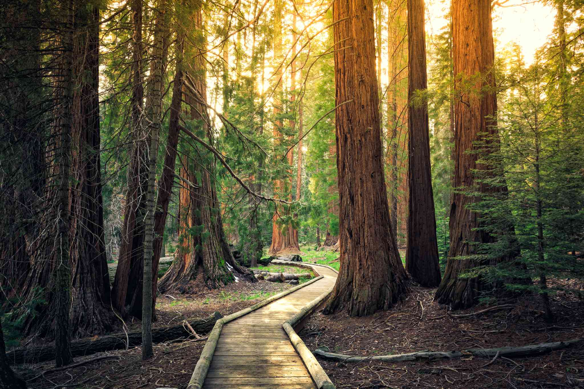 Garden Grove 的风景 - 从 Sequoia National Park 出发的私人 一日游 - 照片 4