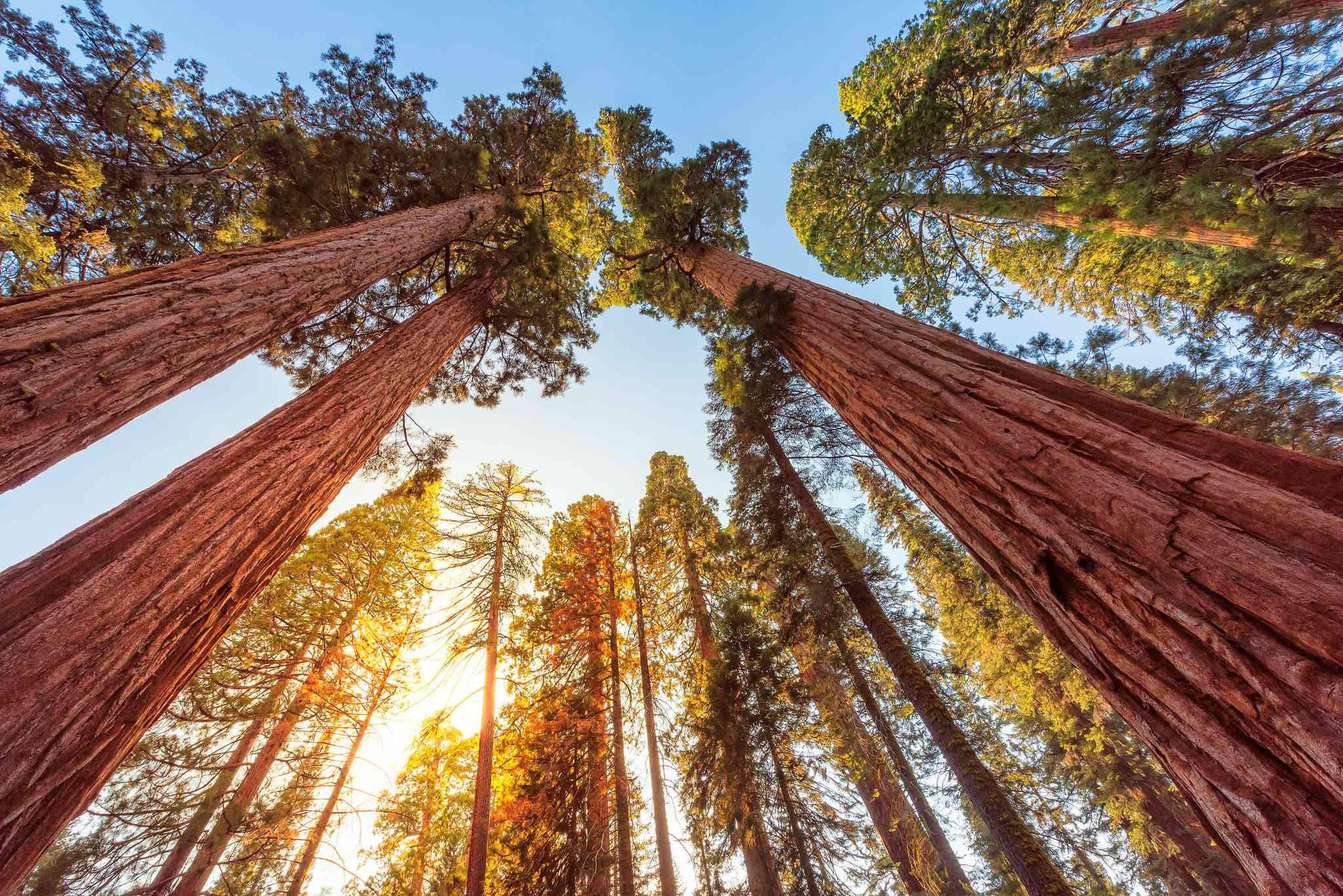 Garden Grove 的风景 - 从 Sequoia National Park 出发的私人 一日游 - 照片 5