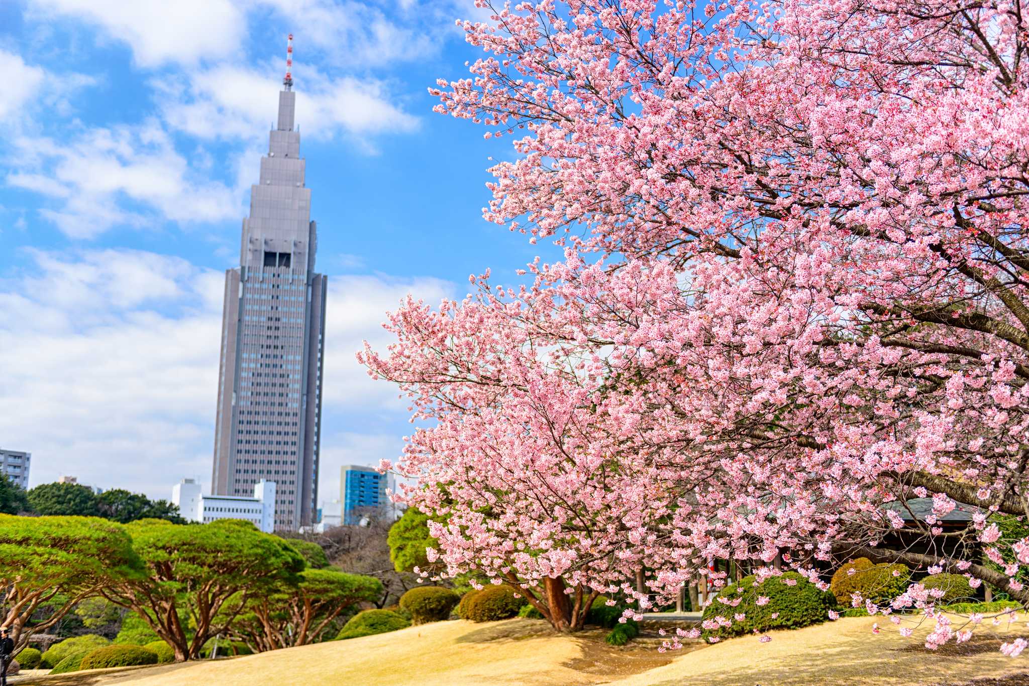 Besök Shinjuku Gyoen på vägen från tokyo-jp till kawagoe-jp med Daytrip