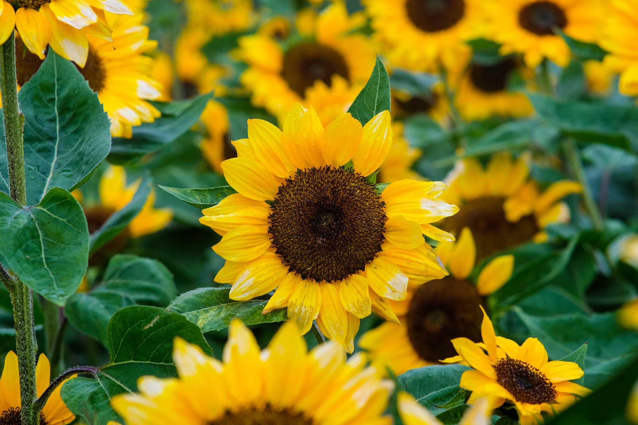 Itinerary stop at Sirao Garden on private day trip from Cebu City