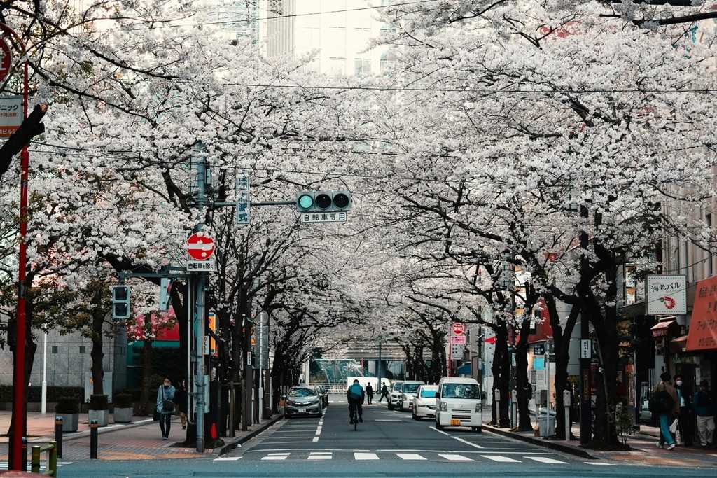 A city street in Japan lined with cherry trees in full bloom