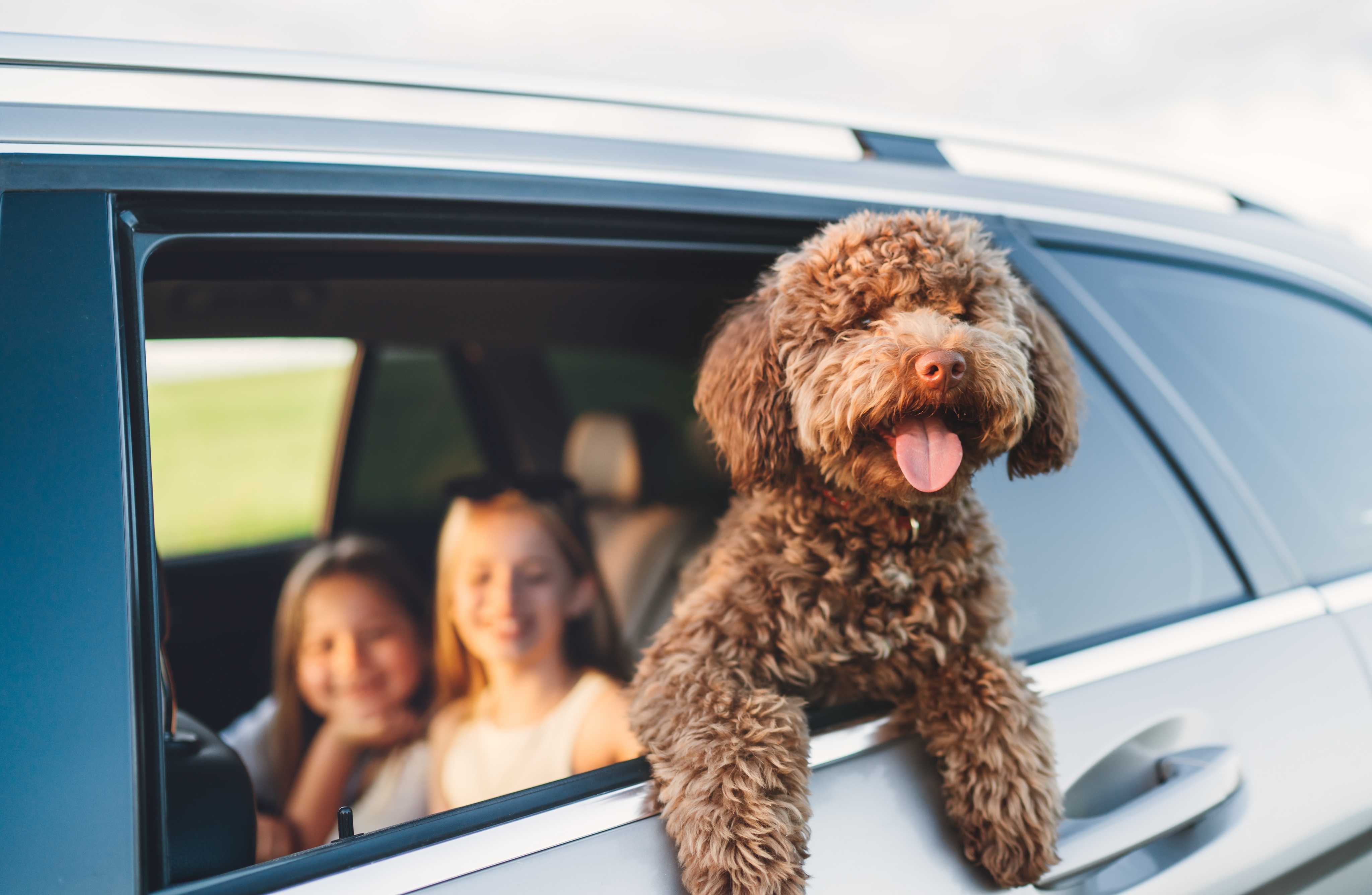 Dog sticking its head out of a car window