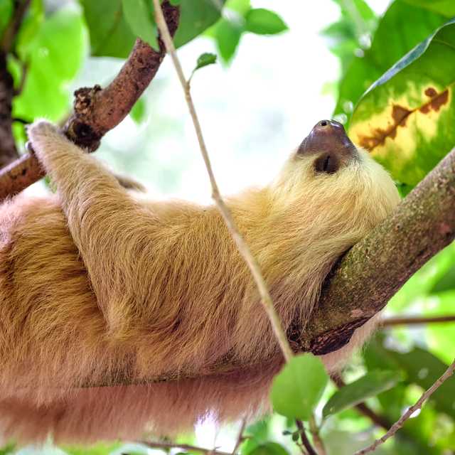 Talamanca to Sloth Sanctuary and Finca La Isla: Day trip