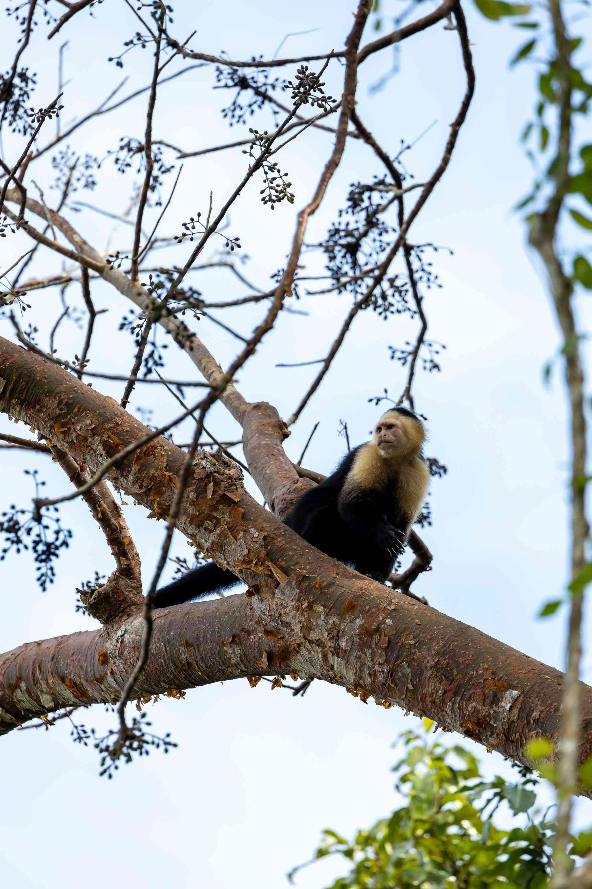 Vacker vy över Panama City - privat dagsutflykt från Panama City - foto 4