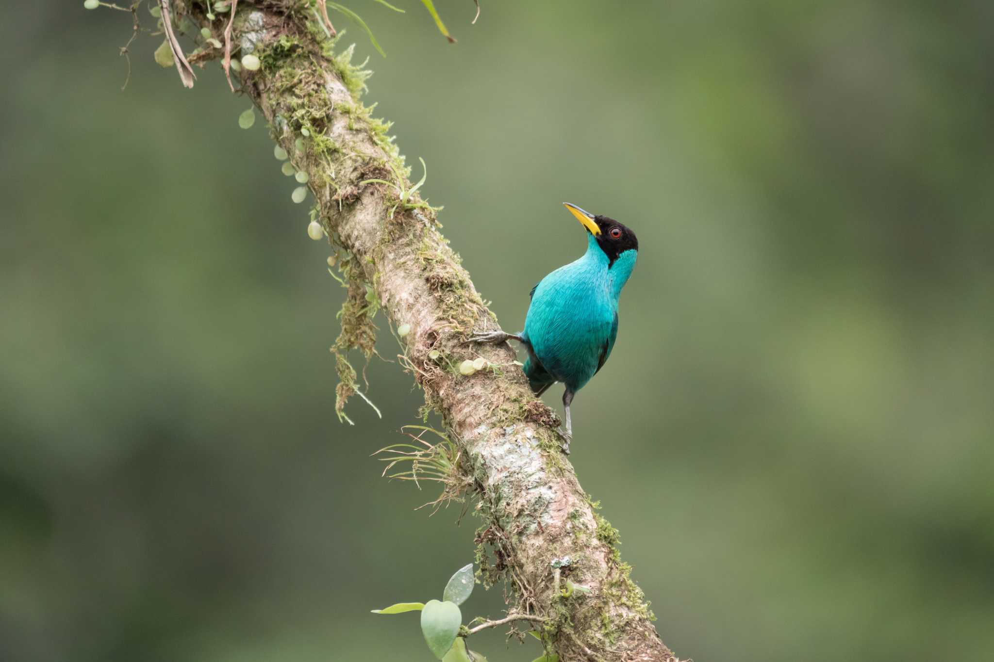 Soberania National Park