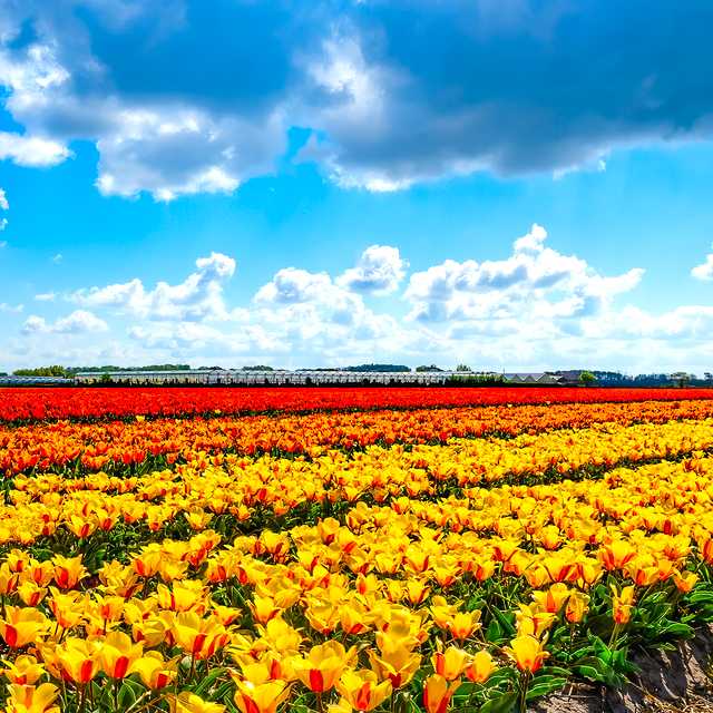 Spring in full bloom: Flower experiences 을 위한 여행 영감 - Daytrip 의 개인 일일 여행