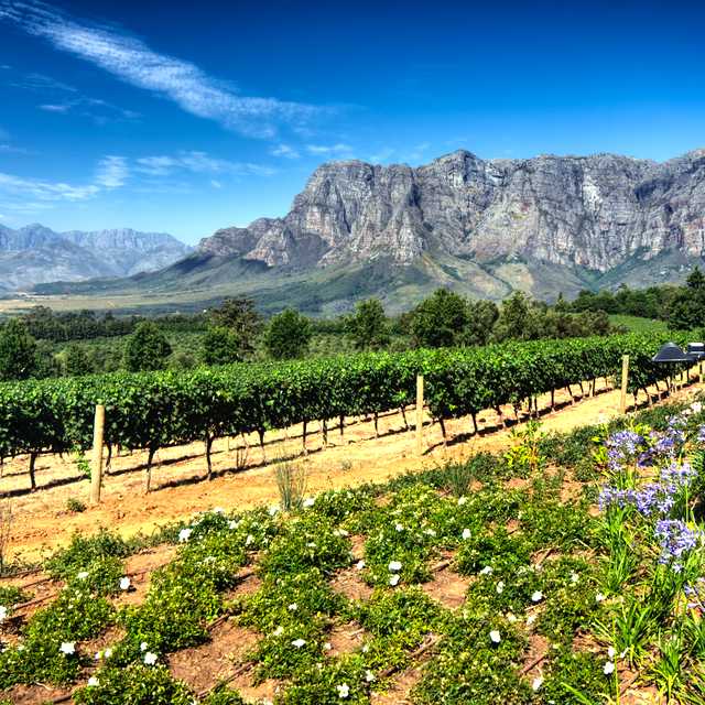 Cape Town to Stellenbosch and Franschhoek: Private day trip