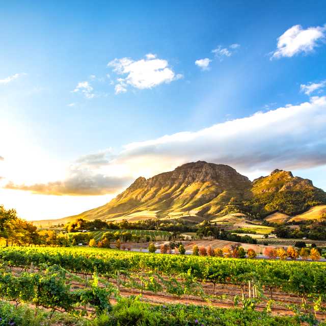 Cape Town to Stellenbosch and wine estates: Private day trip