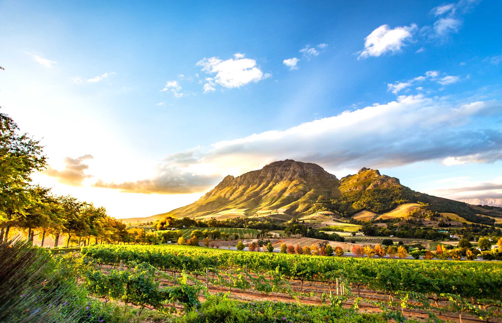 Cape Town to Stellenbosch: Private Day Trip