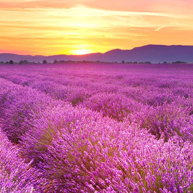 Maßgeschneiderte Fahrten für Welcome summer with seasonal blooms - Private Transfers von Daytrip