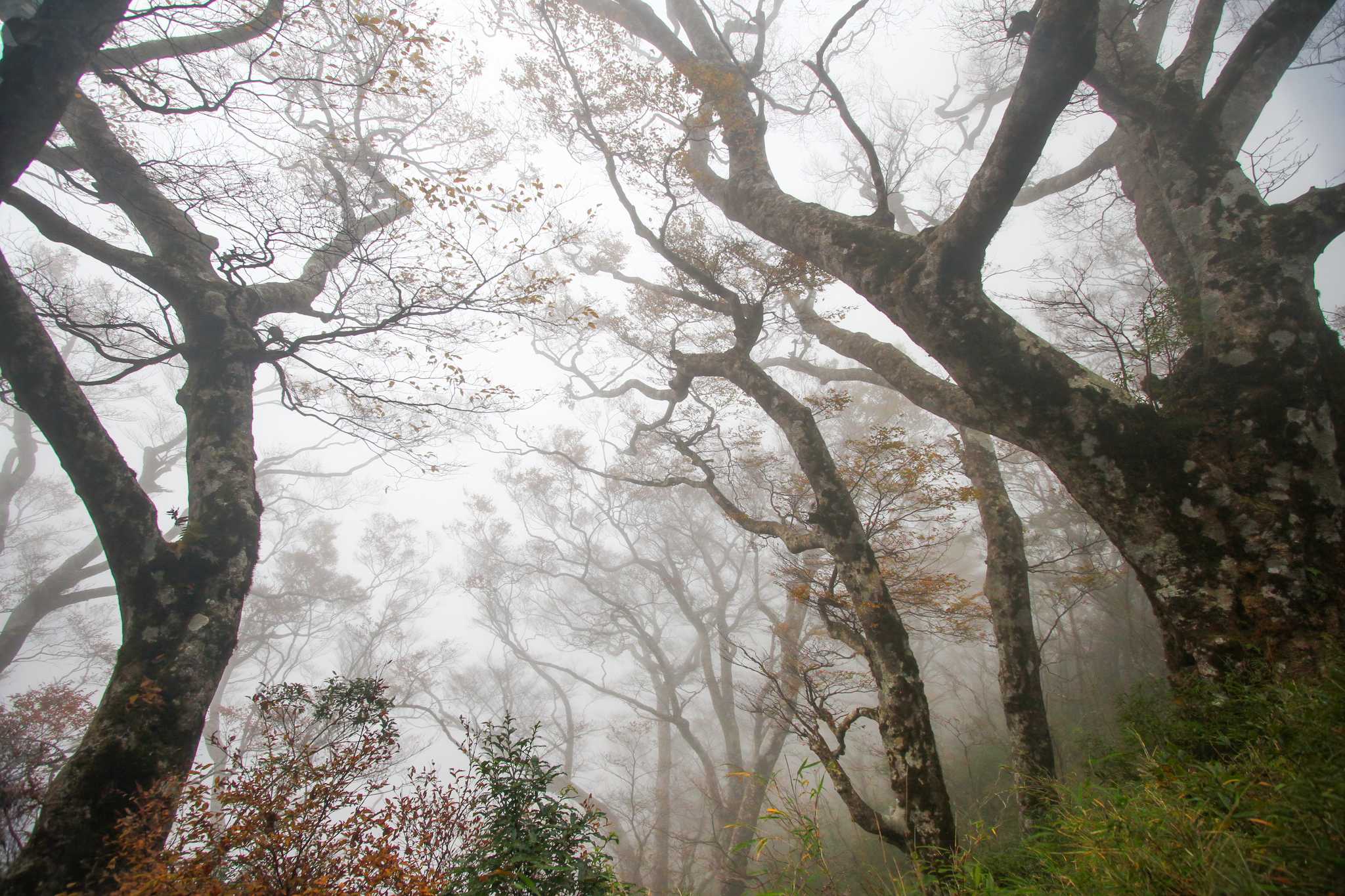 Itinerary stop at Taipingshan National Forest Recreation Area on private day trip from Taipei