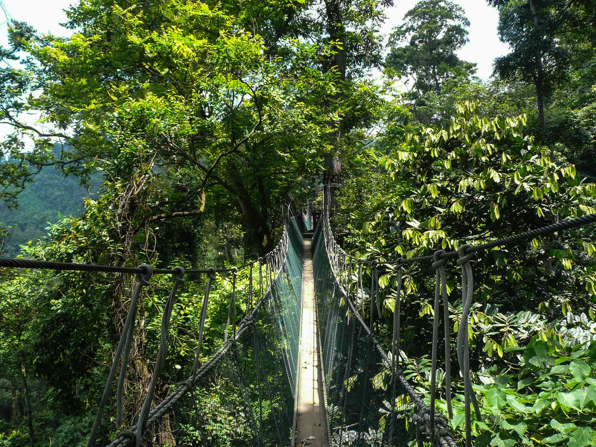 Taman Negara 的风景 - 从 Kuala Lumpur Airport 出发的私人 一日游 - 照片 2