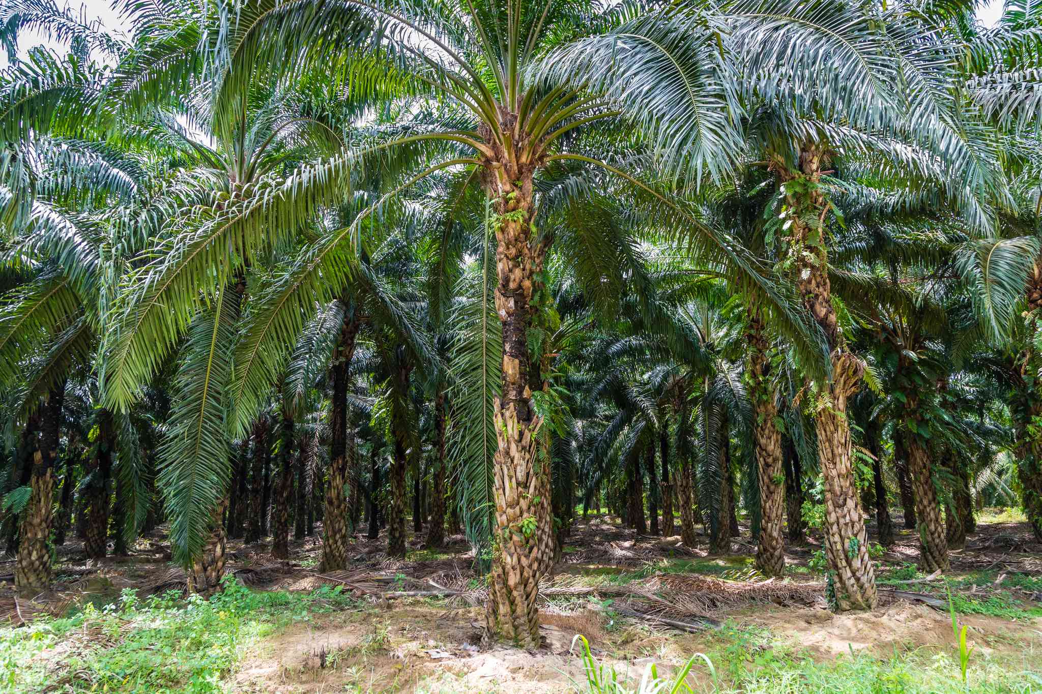 Scenic view of Tenom - private day trip from Brunei International Airport - photo 4