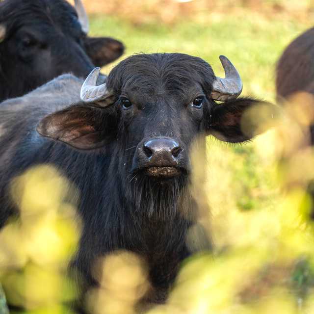 Naples to Campania cuisine highlights: Private day trip