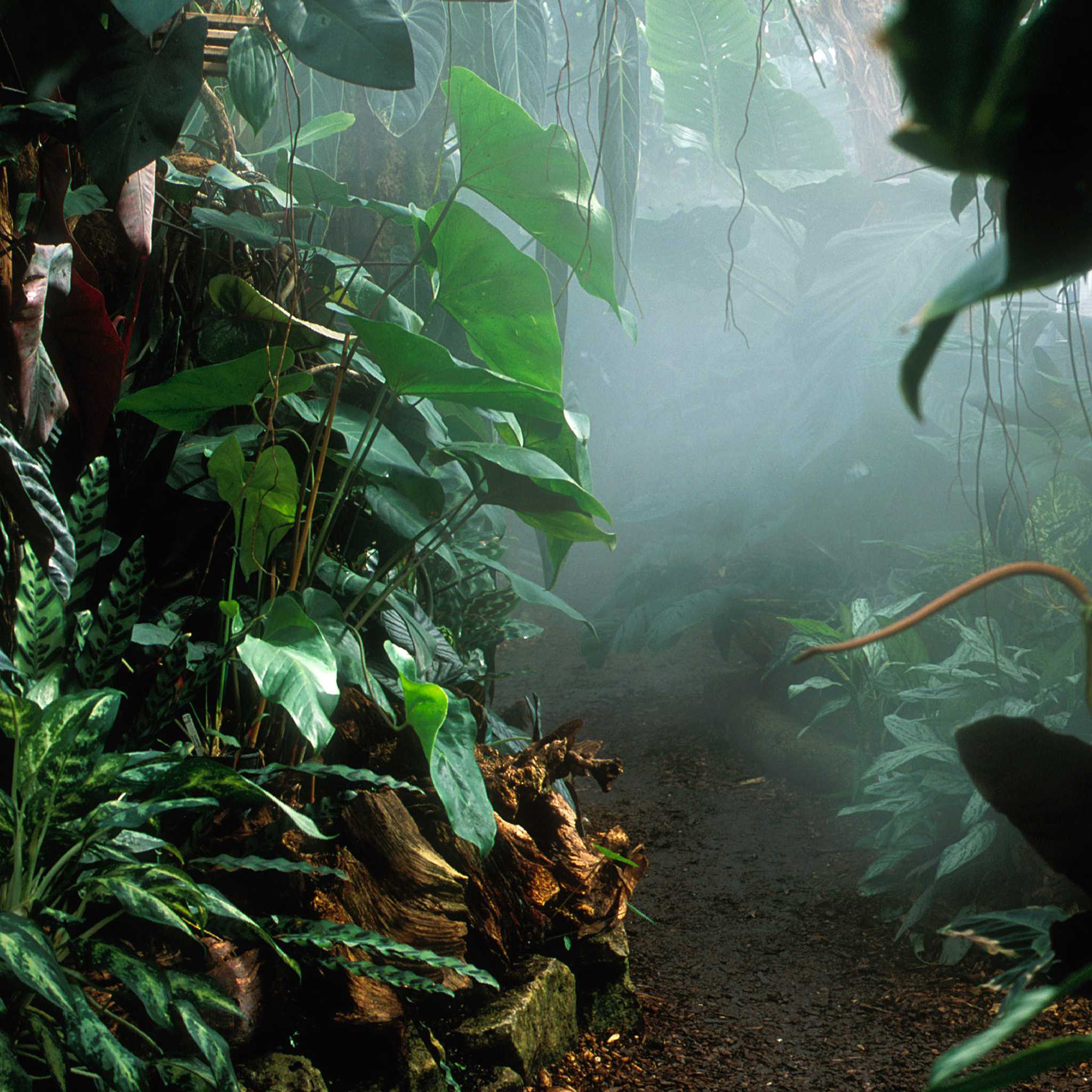 La Forêt Tropicale Vivante