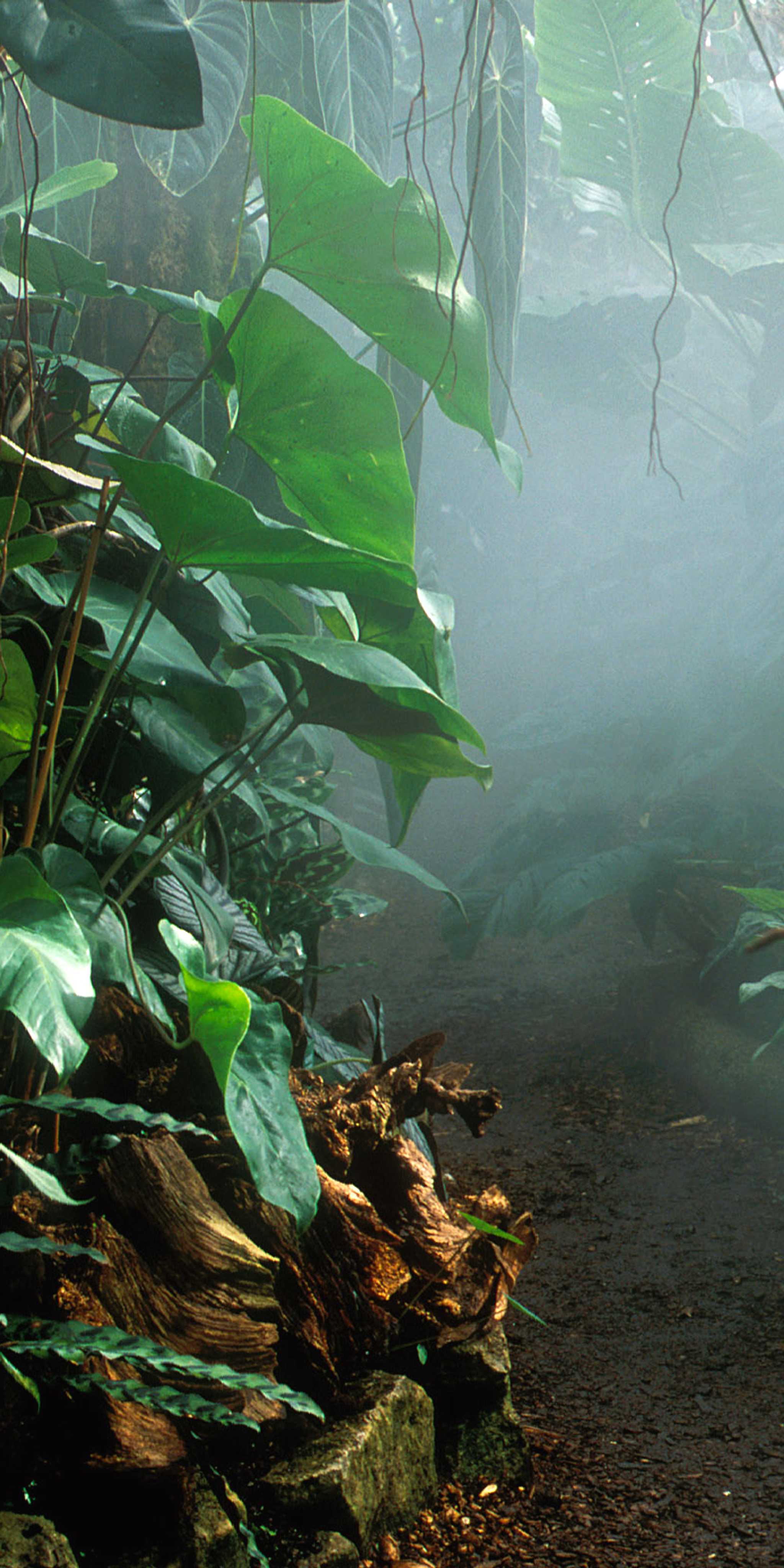 A Floresta Tropical Viva