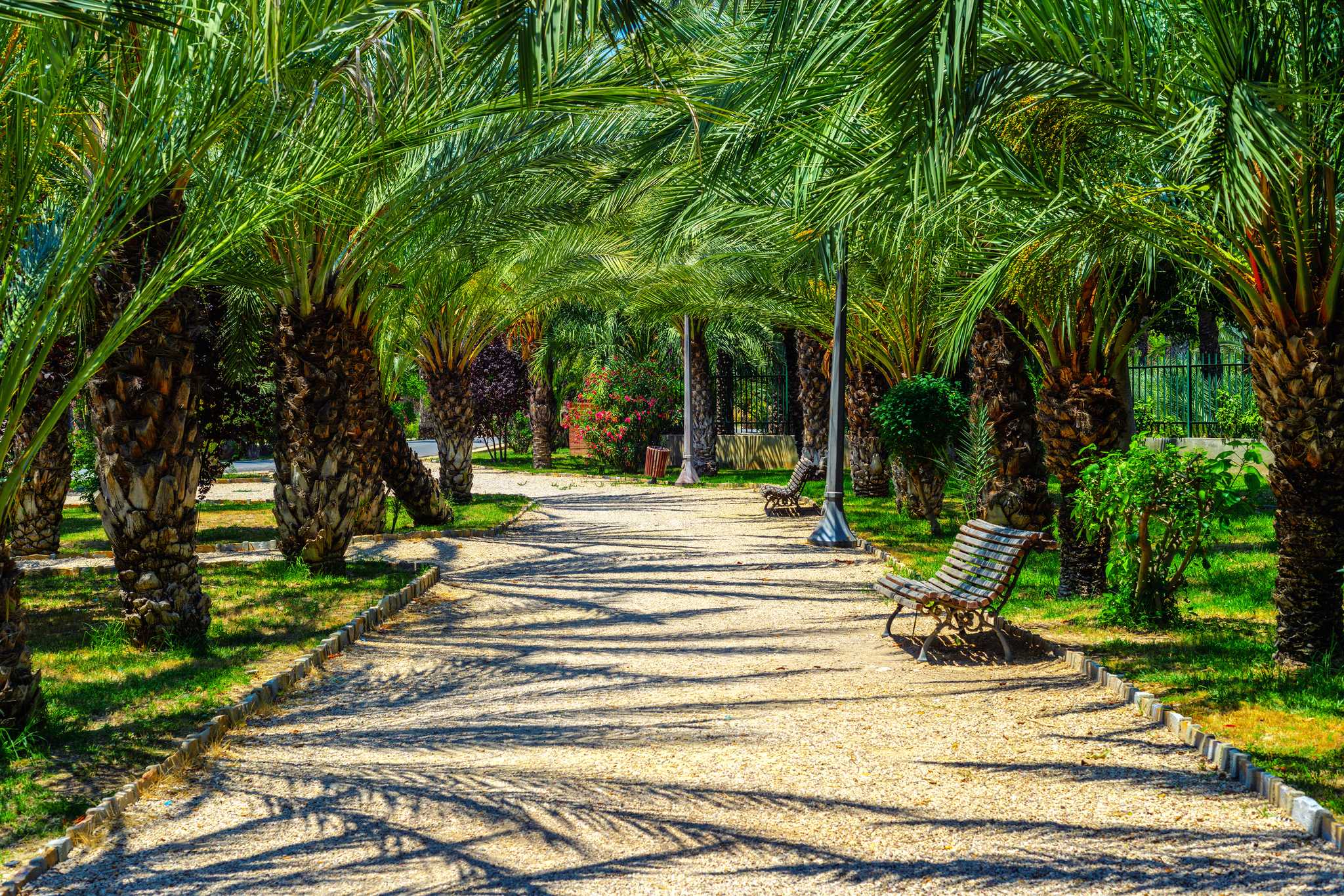 Palmeral of Elche