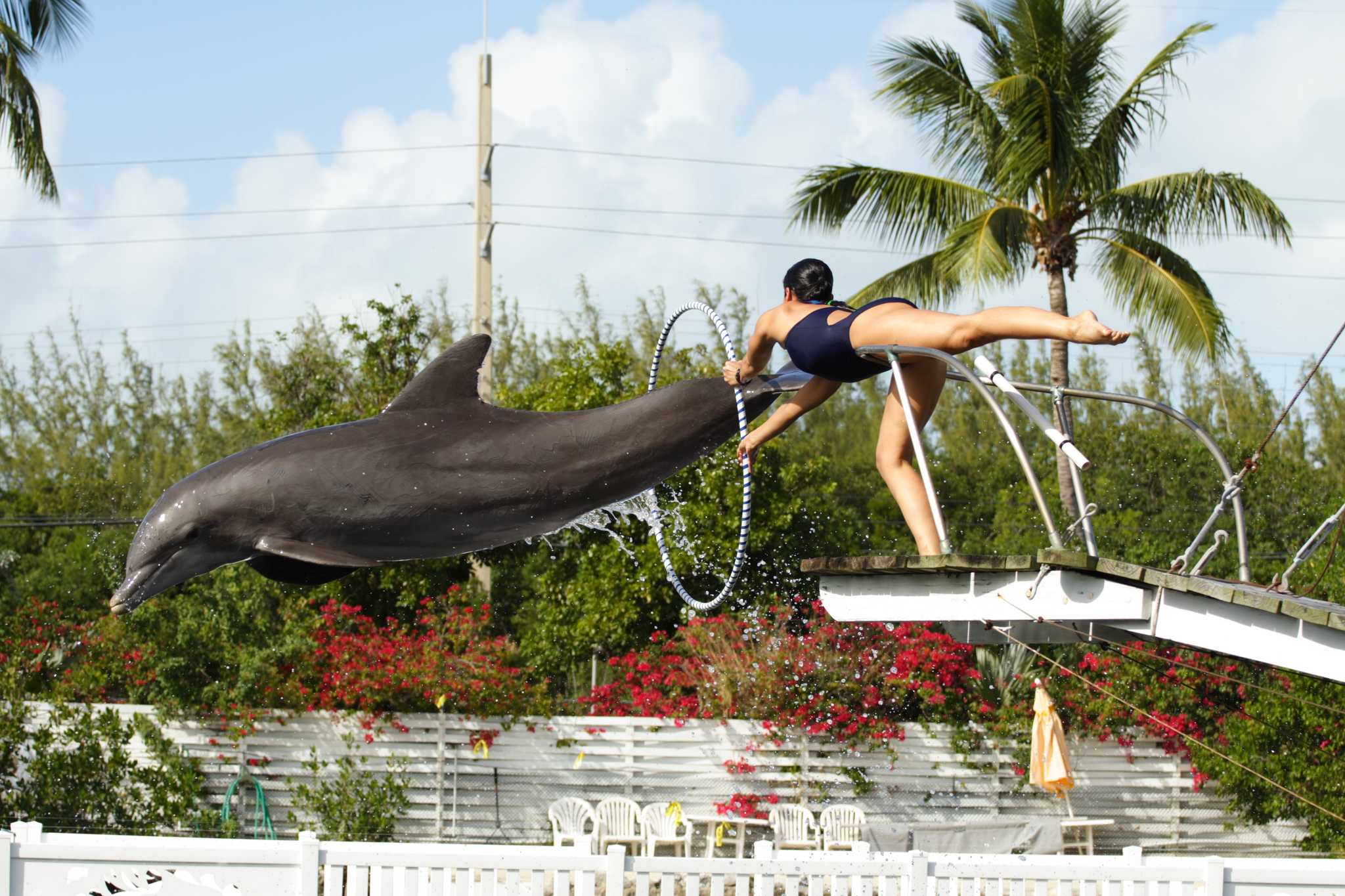 Visitez Theater of the Sea sur le chemin de miami-airport-us à key-west-fl-us avec Daytrip