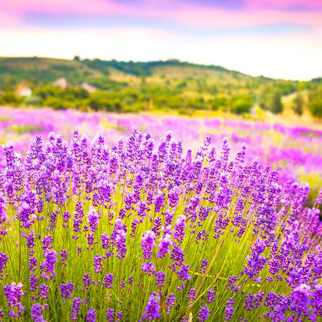 Budapest to Tihany lavender fields: Private day trip