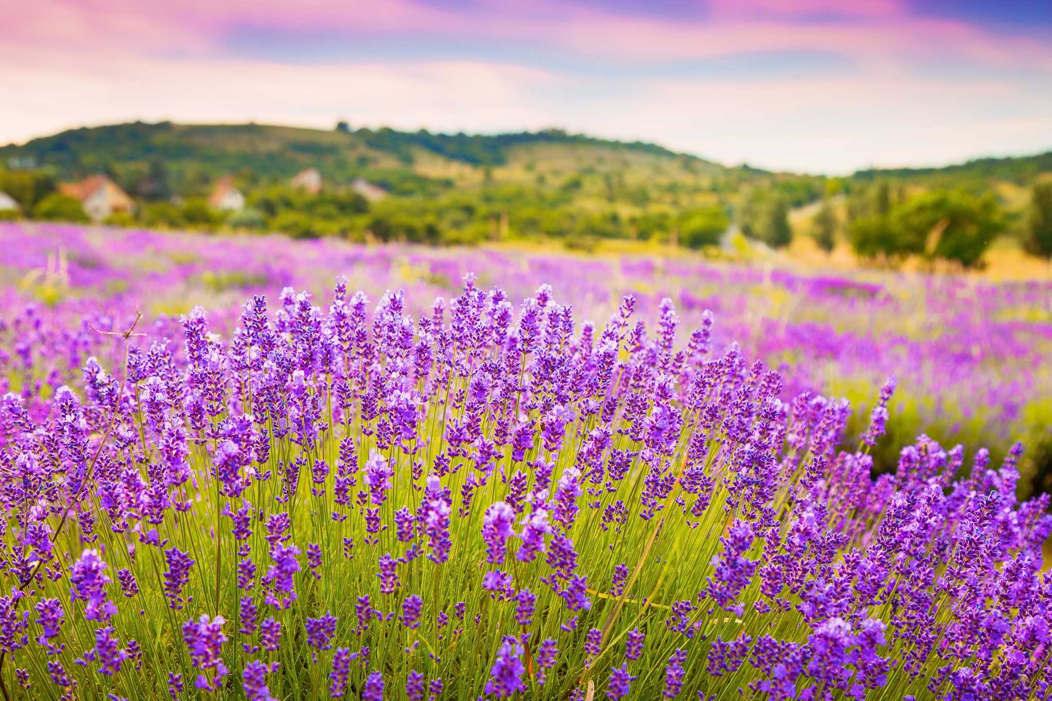 Servicios de traslado en coche privado en Campo de Lavanda de Tihany - vista panorámica de Campo de Lavanda de Tihany en Hungría