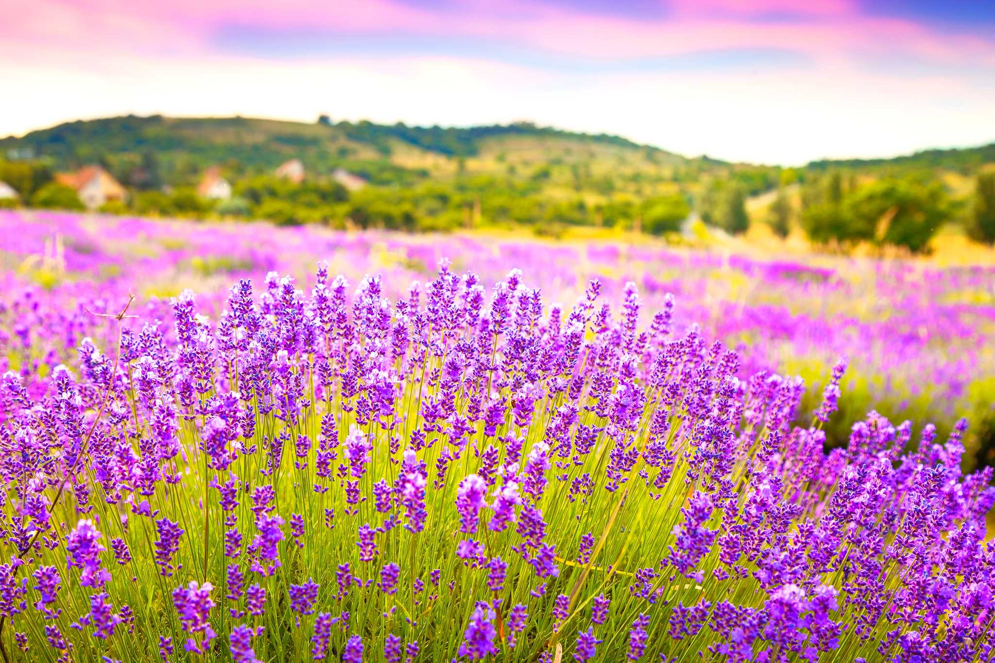 Opción privada de excursión de un día desde Budapest