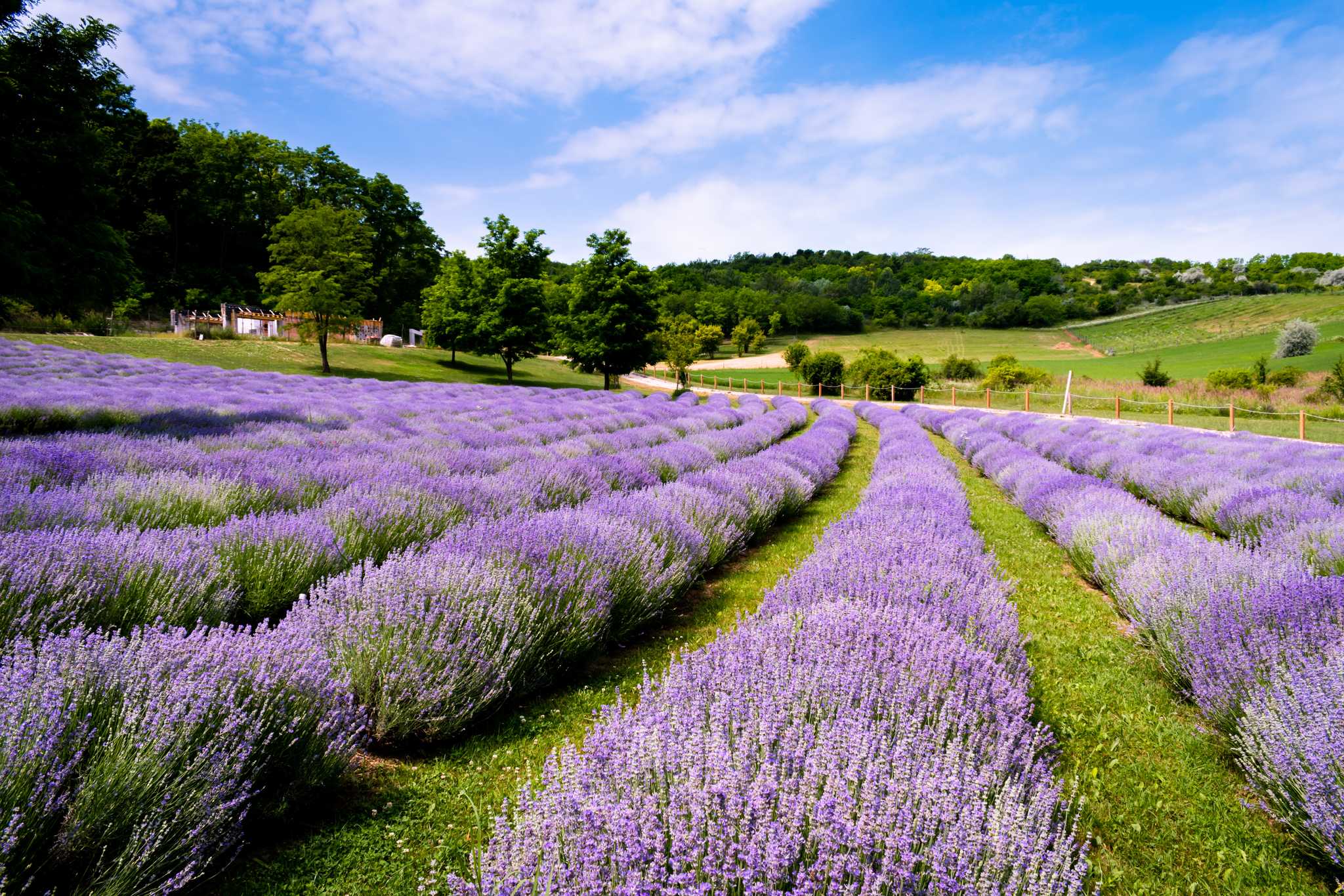 Parada del itinerario en Tihany Lavender Field en excursión privada desde Budapest