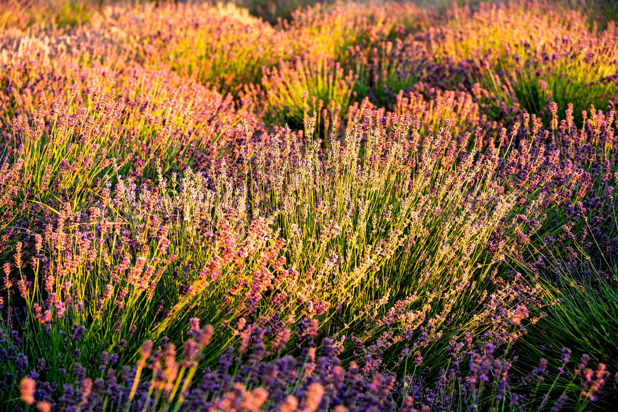 Parada del itinerario en Tihany Lavender Field en excursión privada desde Budapest