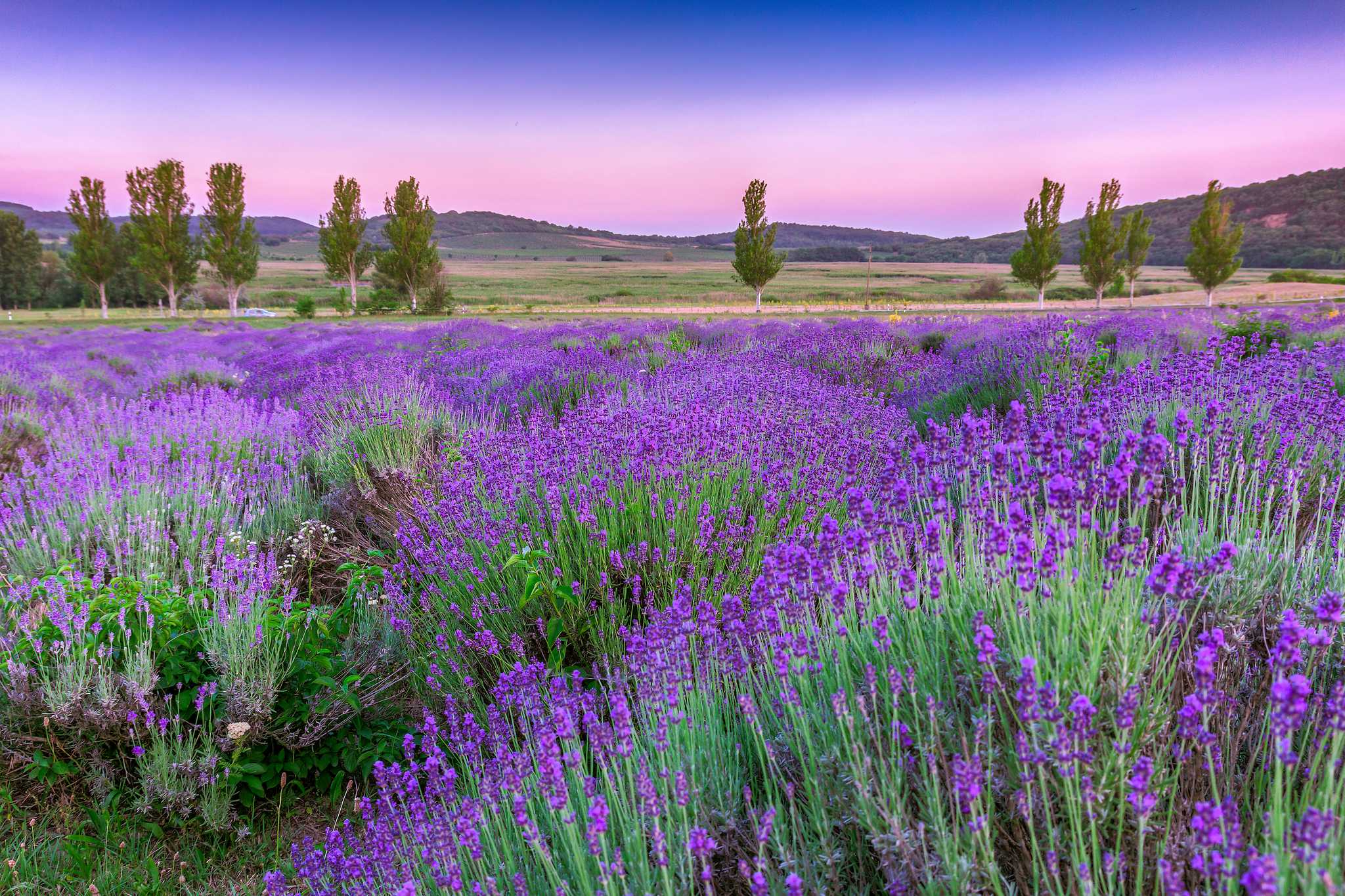 Parada del itinerario en Tihany Lavender Field en excursión privada desde Budapest