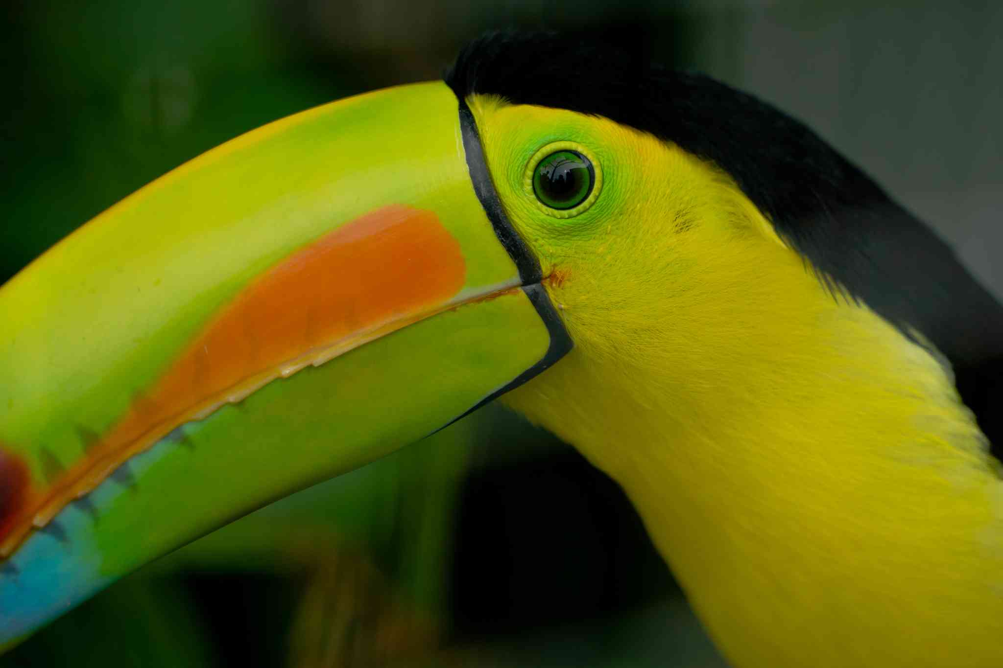 Toucan Rescue Ranch