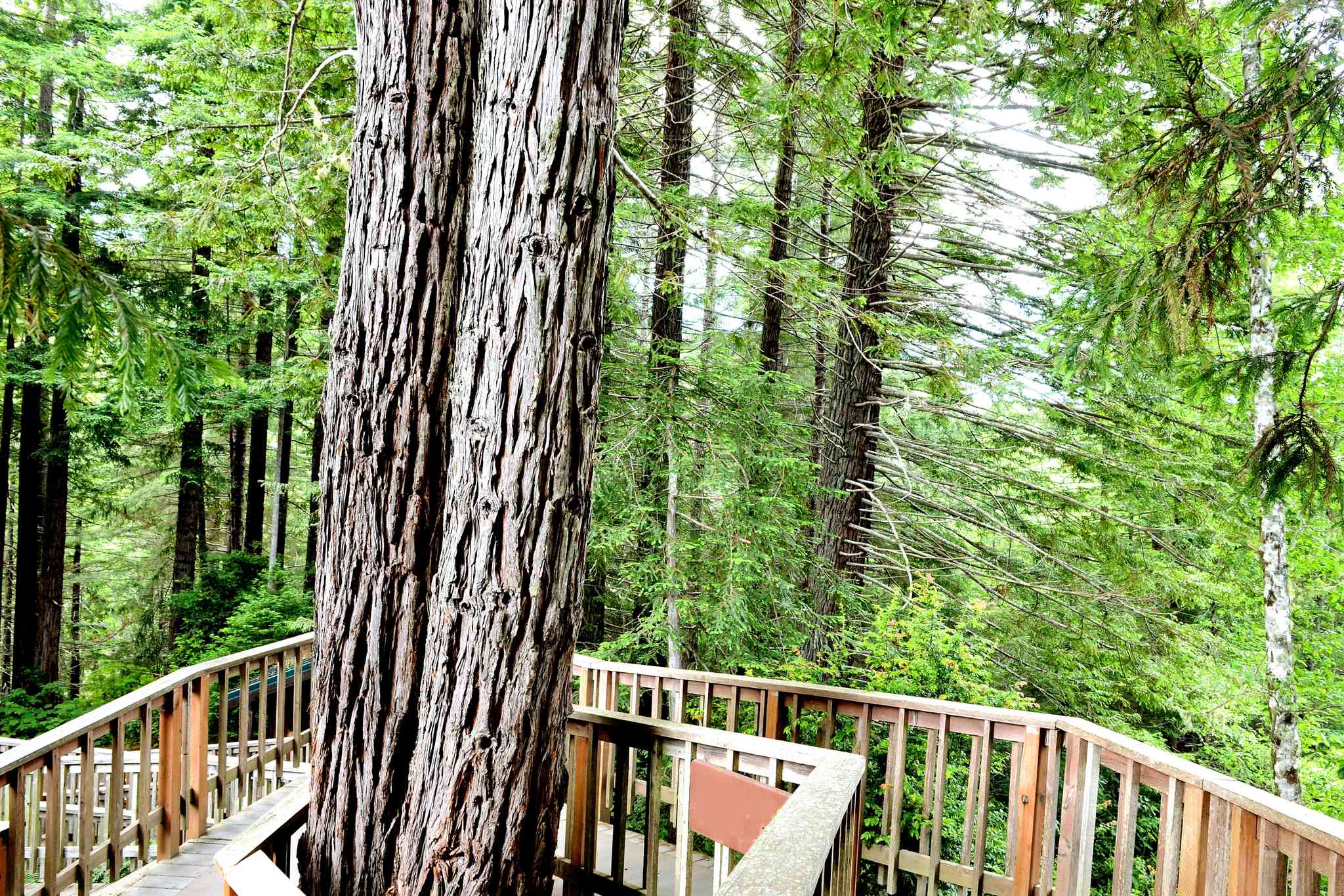 Vue pittoresque de Les Arbres du Mystère - excursion privée d'une journée depuis Crescent City, CA - photo 2