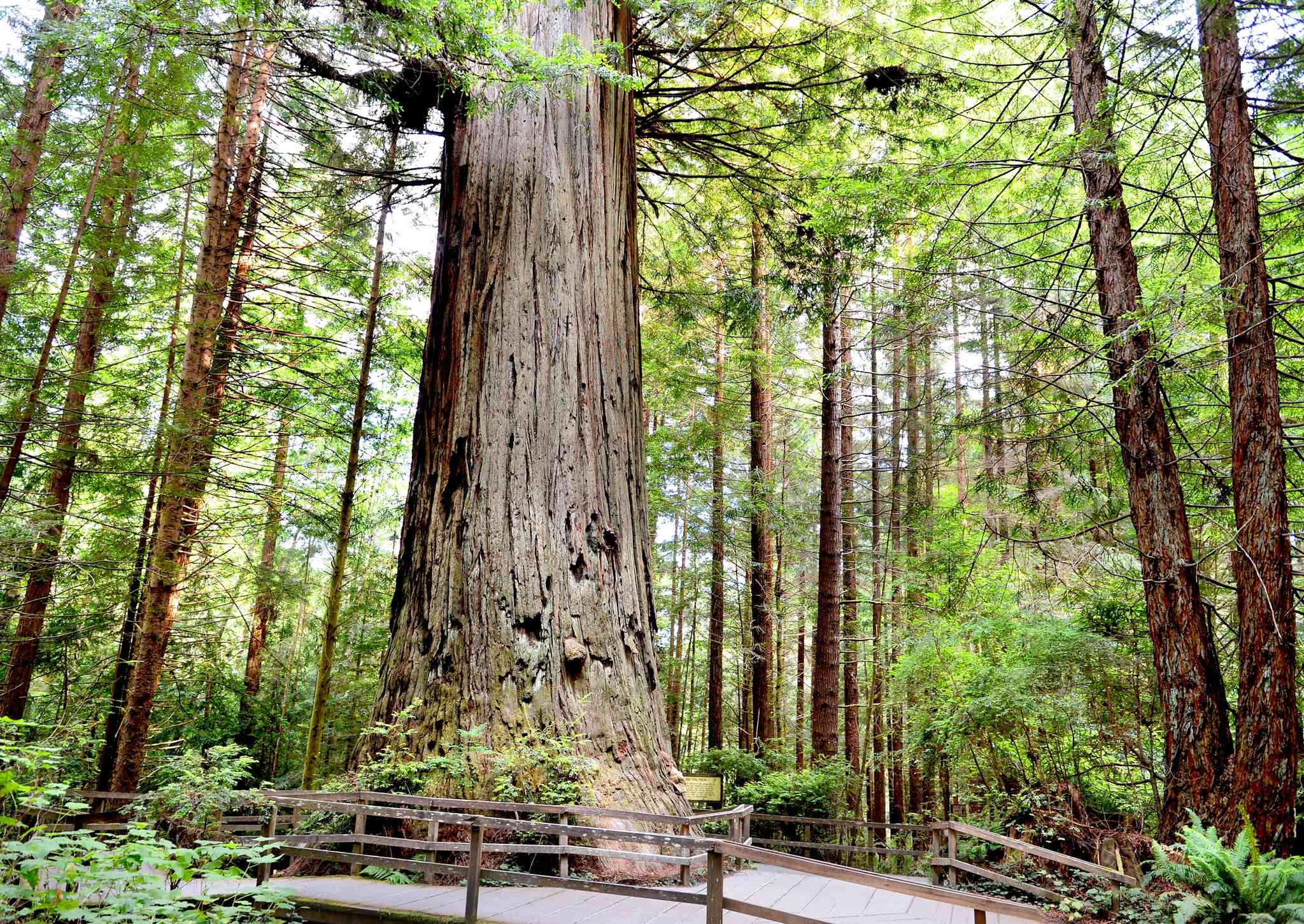 Vue pittoresque de Les Arbres du Mystère - excursion privée d'une journée depuis Crescent City, CA - photo 3