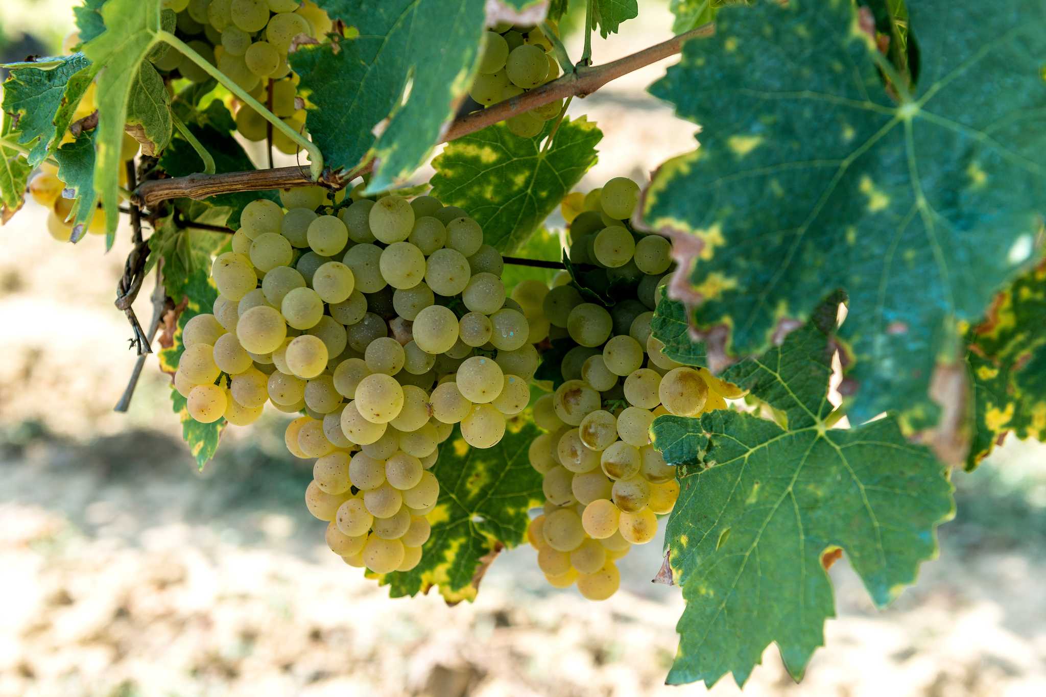 Close-up vine of the grapes that make Vernaccia di San Gimignano wine.