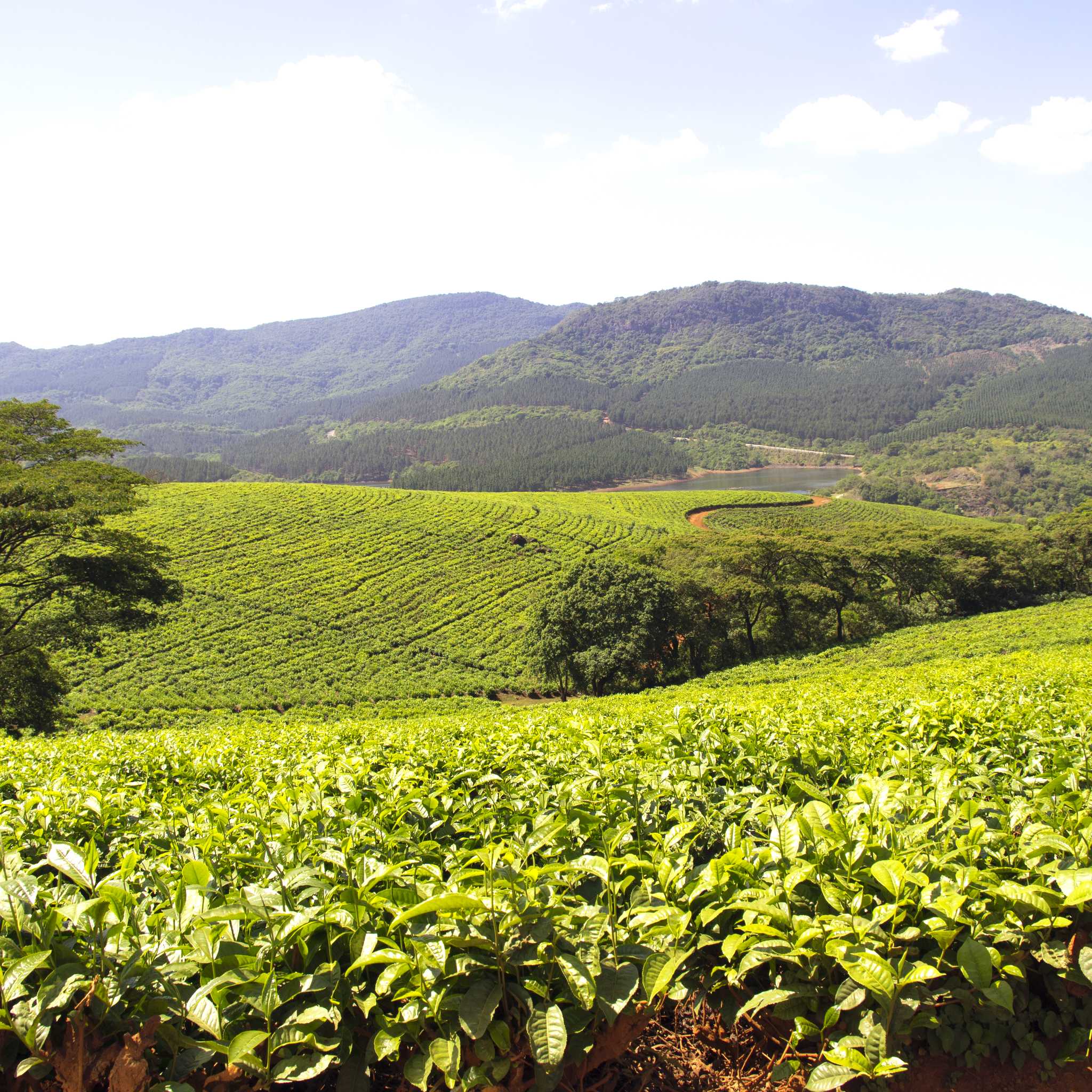 Tzaneen