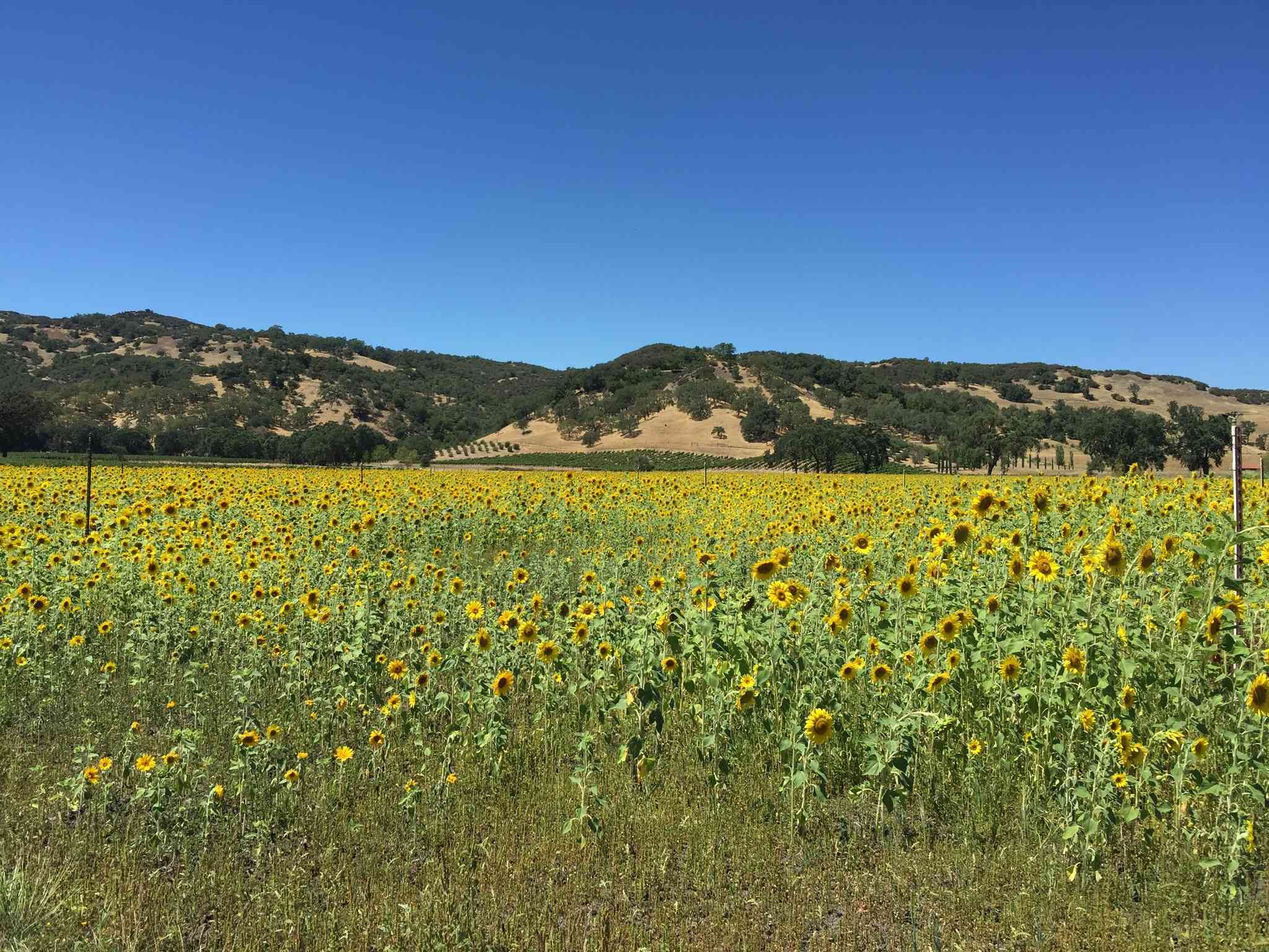 Vista cênica de Crescent City, CA - excursão particular de um dia de Ukiah, CA - foto 7