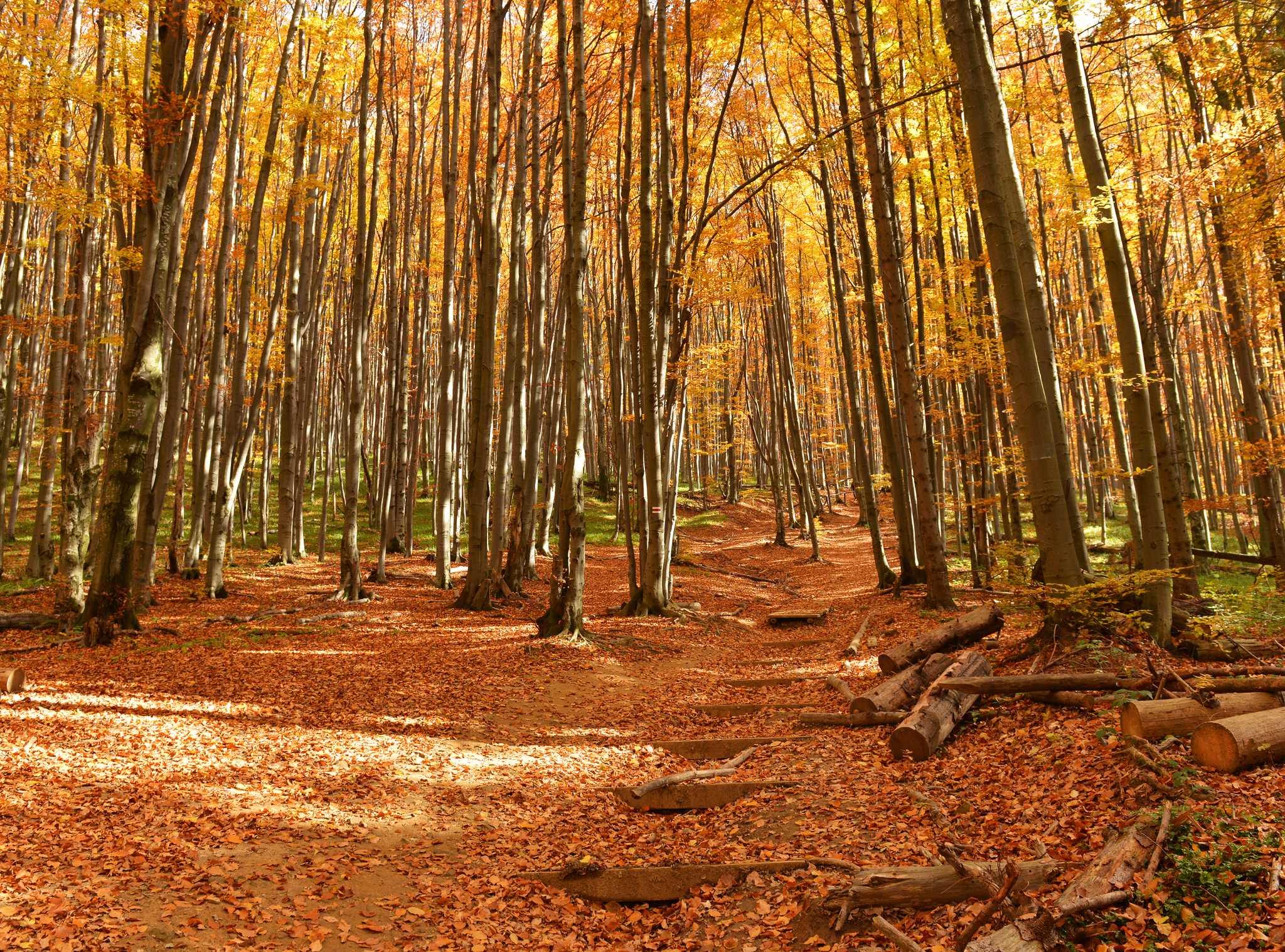 A golden forest floor with shallow stairs and light shining through the trees.