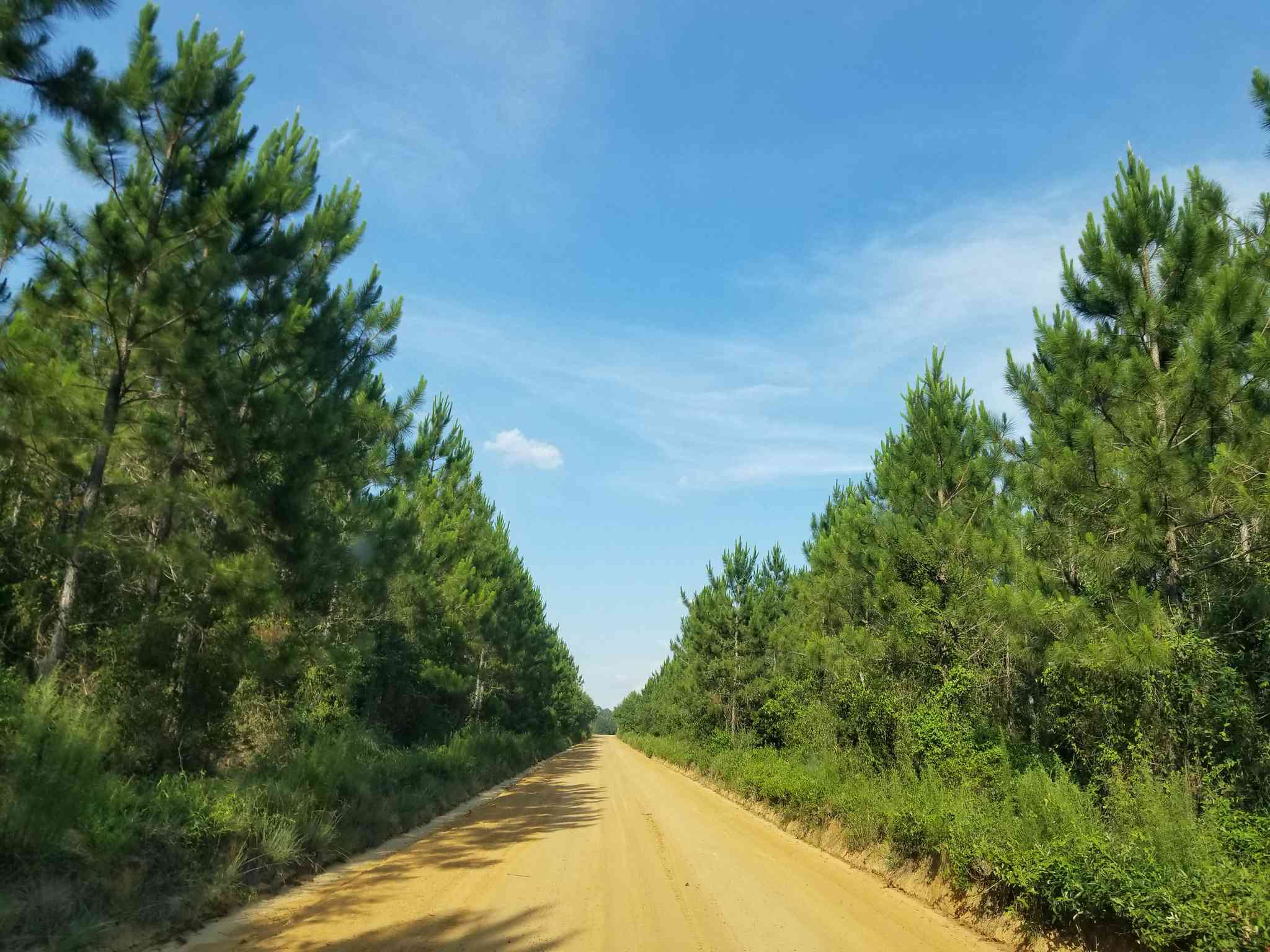 Valdosta, GA 的风景 - 从 Jacksonville, FL 出发的私人 一日游 - 照片 2