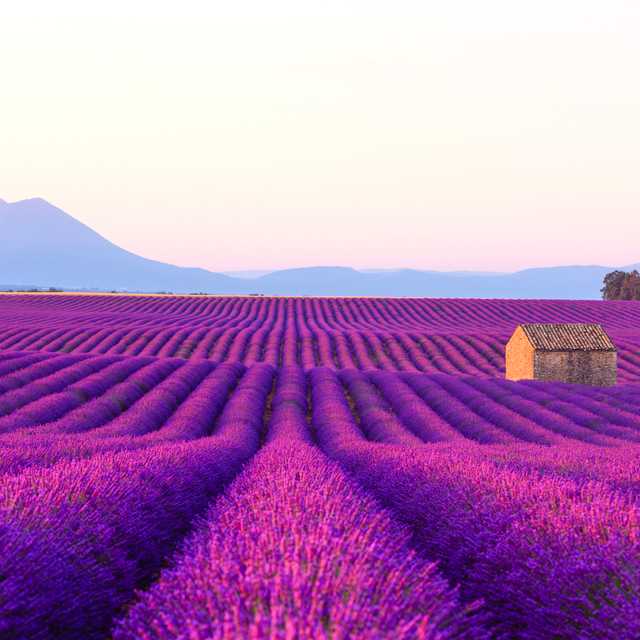Aix-en-Provence to Valensole lavender: Private day trip
