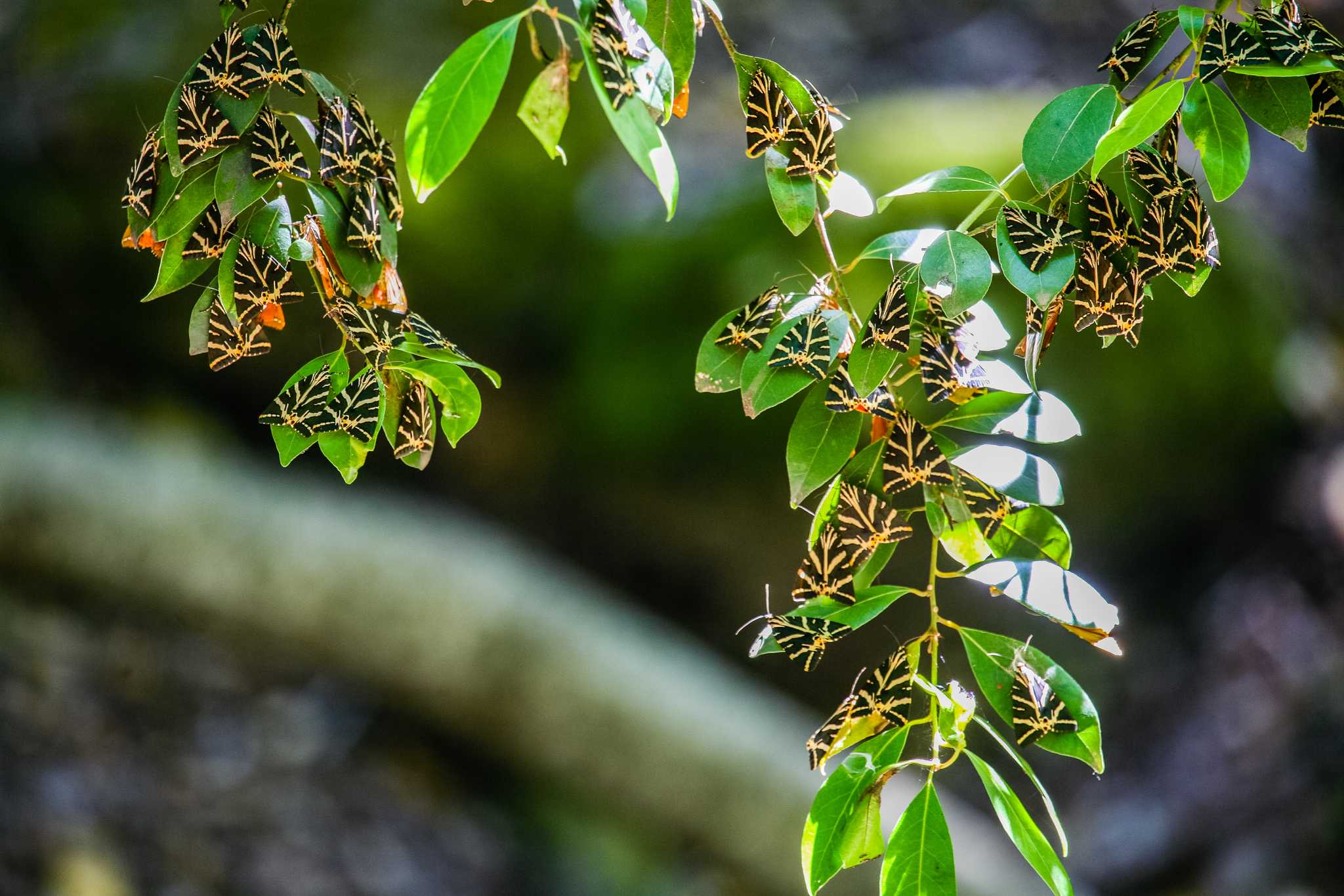 Valley of the Butterflies
