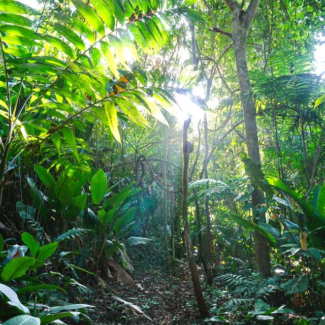 Talamanca to Veragua Rainforest and Puerto Limon: Day trip