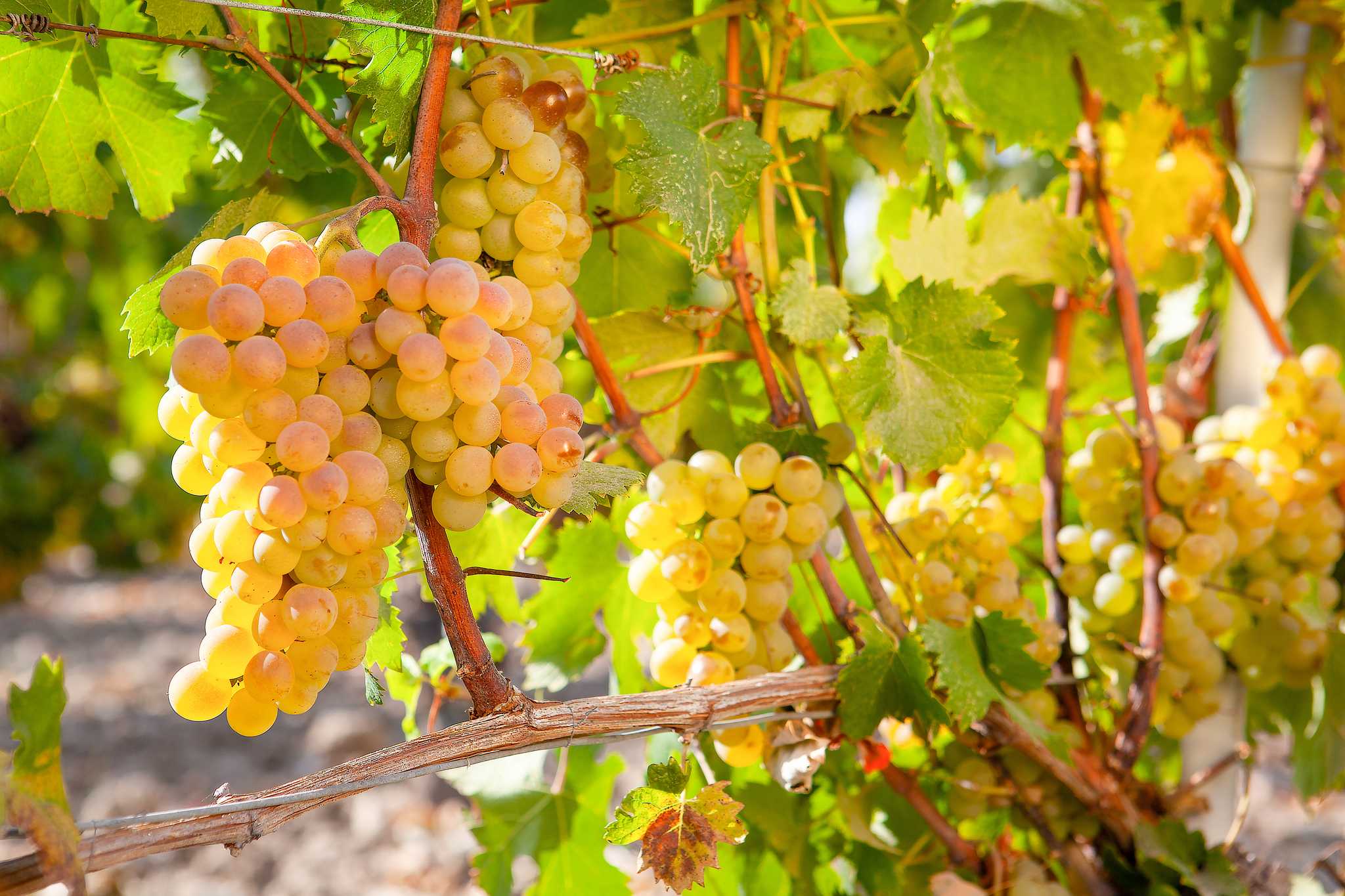 Clusters of ripe white grapes hanging on a sunlit vine.