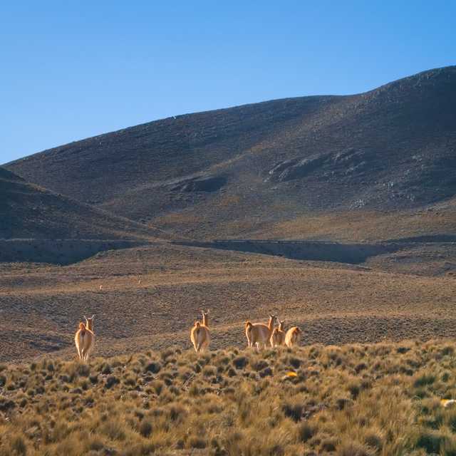 Mendoza to Cristo Rey and Villavicencio Reserve: Day trip