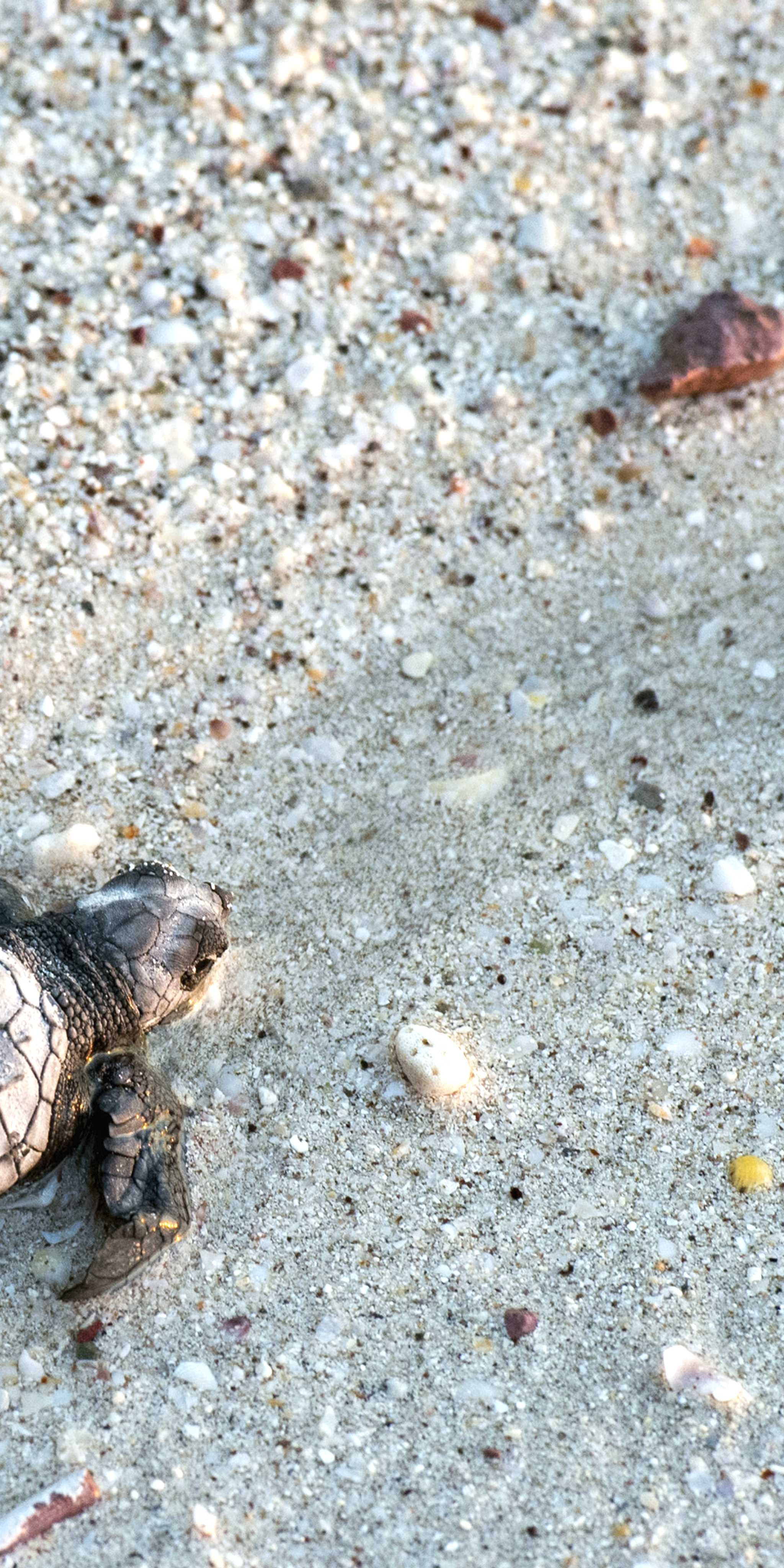 비베 마르 거북 캠프