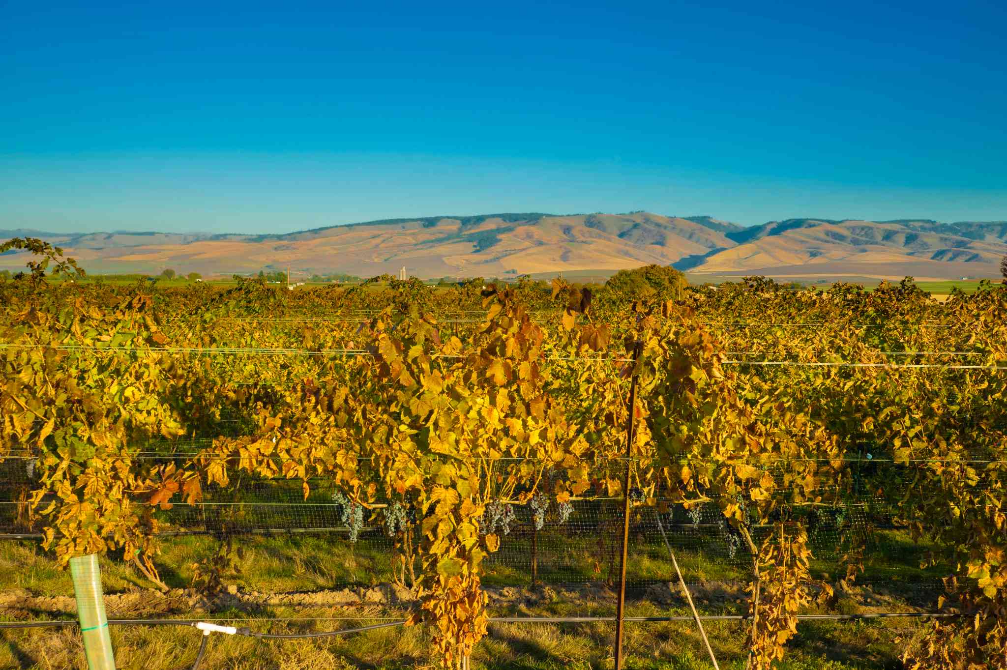 Scenic view of Federal Way - private day trip from Walla Walla - photo 4