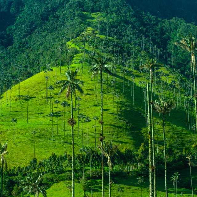 Armenia to Salento and Wax Palms of Cocora Valley: Day trip