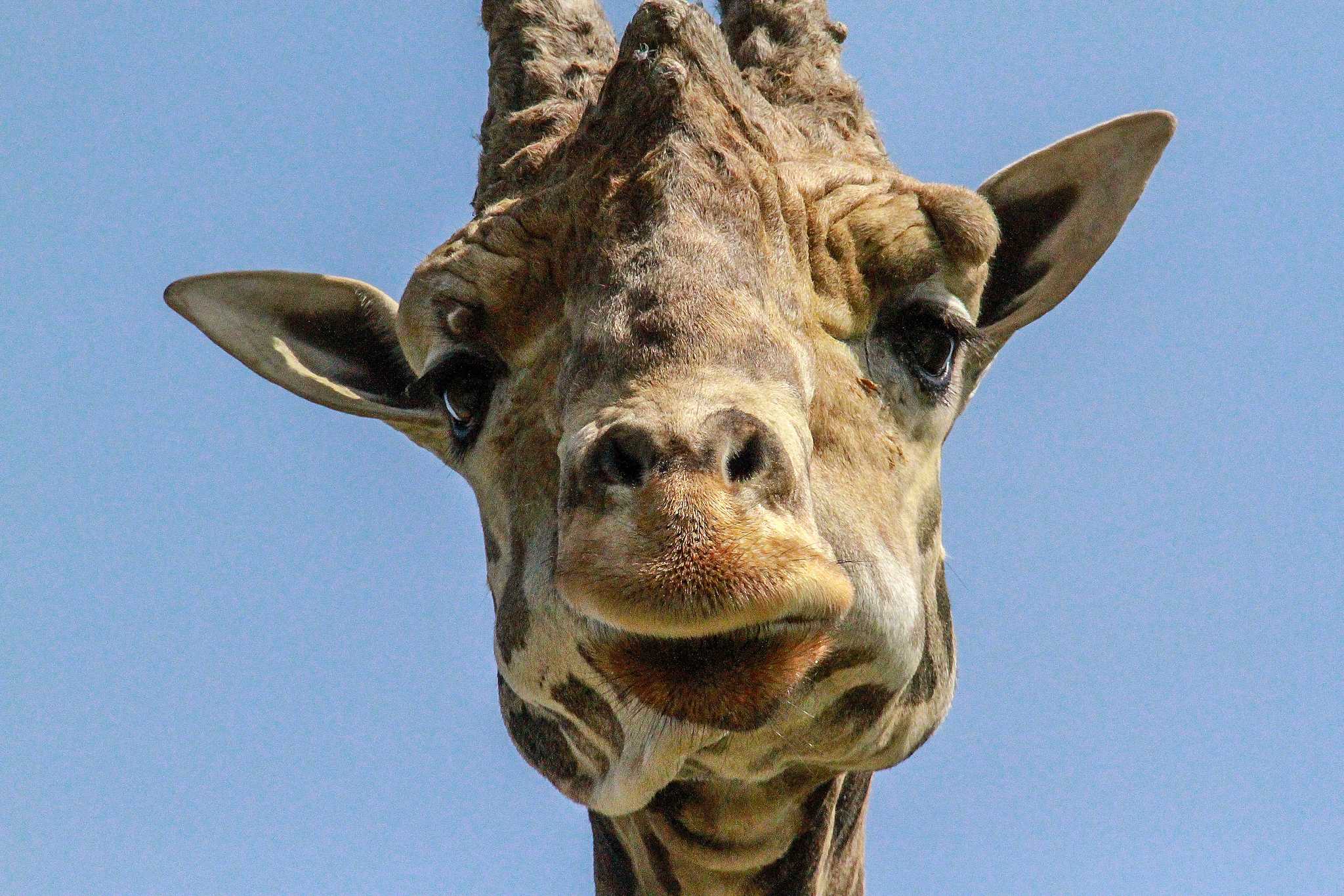 在 从 sunnyvale-ca-us 到 boring-or-us 的途中，参观 Wildlife Safari Winston ，通过 Daytrip