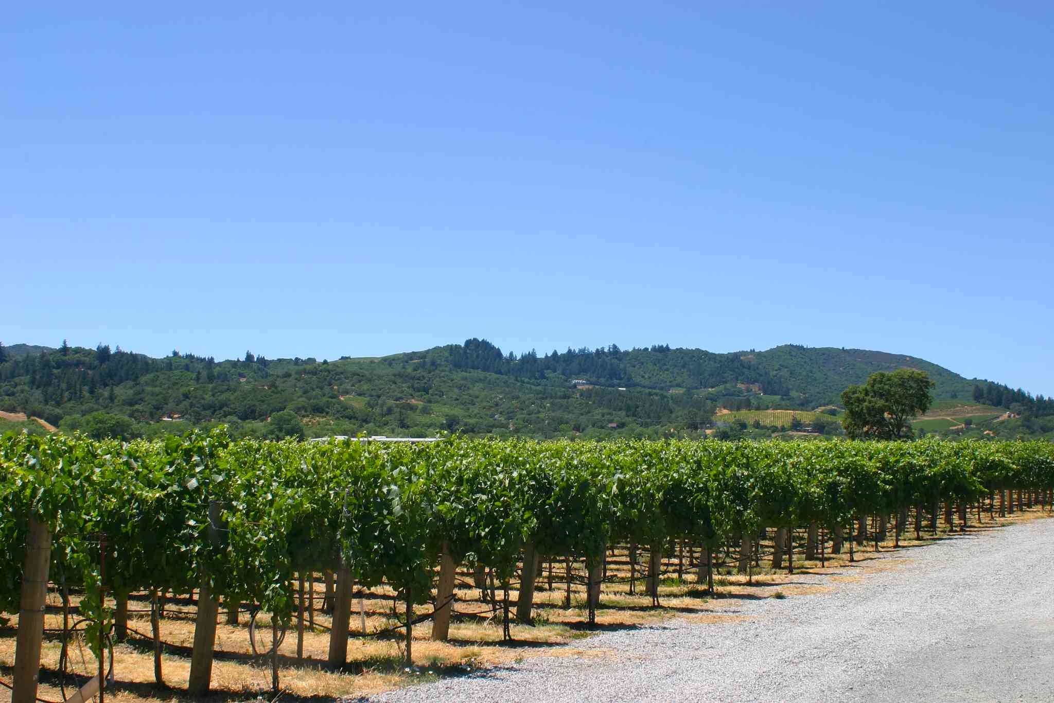 Vista panorámica de Willits, CA - excursión privada de un día desde Crescent City, CA - foto 2